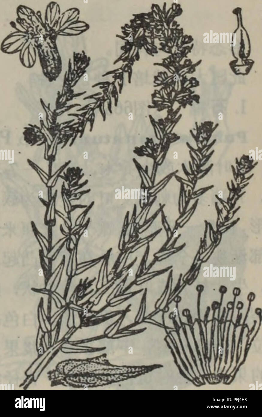 Da Lian Di Qu Zhi Wu Zhi Botany 1 Ea Ly Thrum L 2 C Eªa Lagerstroemia L A Ae C E 1 A A Ceae I Ae6cc E E C I E Aea E A E 1 Ae Ae Ae C C I A C A Eaec Cº 1 Ea Ly Thrum L A A A Caea A Ceae Aea A e A Ci C E Caeaºcae Aca E Aeaeea E