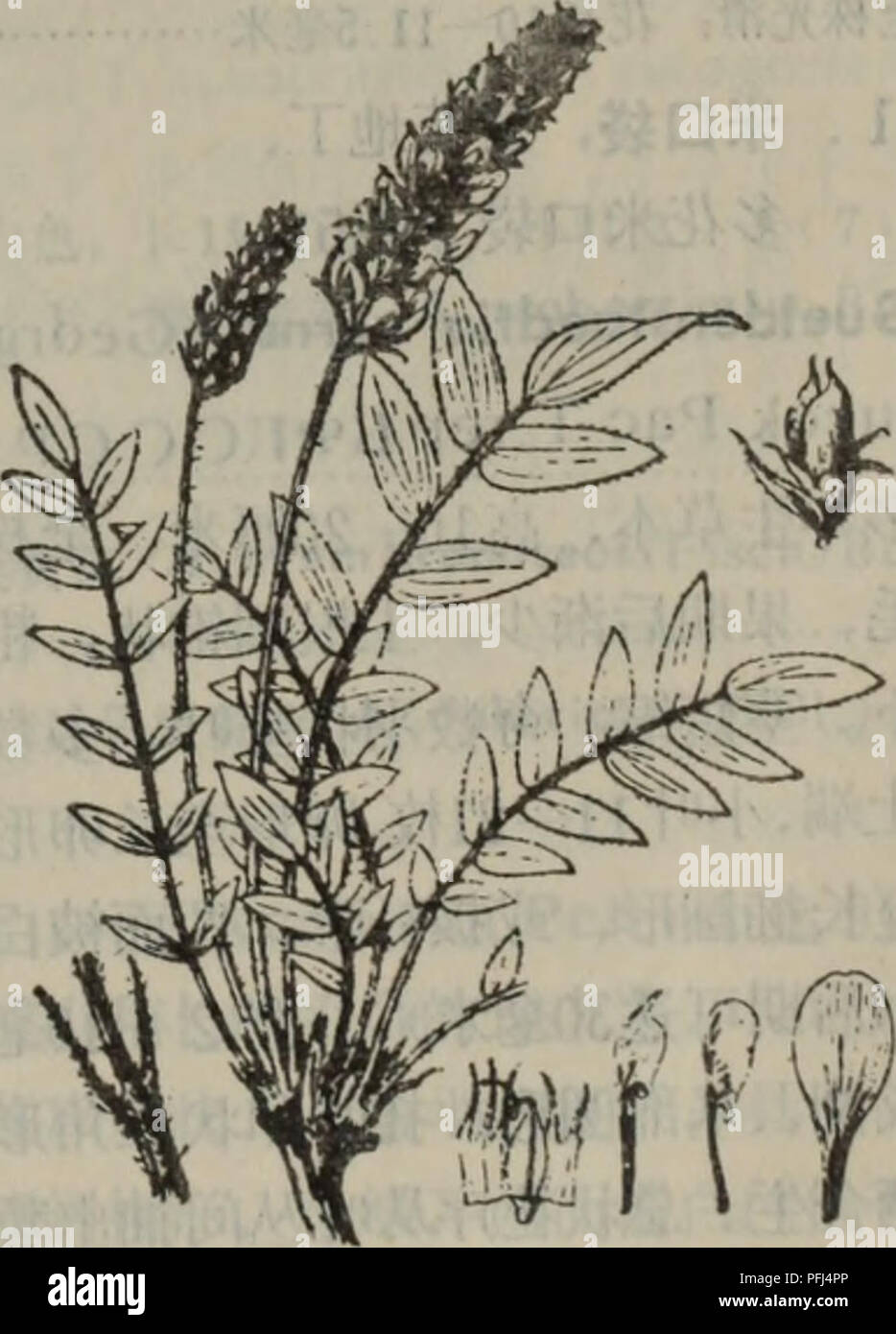 . da lian di qu zhi wu zhi. botany. I'fl512???? Glycyrrhiza pallidiflora M; 13513 ???? Oxy tropis hirta Bu nge. Please note that these images are extracted from scanned page images that may have been digitally enhanced for readability - coloration and appearance of these illustrations may not perfectly resemble the original work.. da lian di qu zhi wu zhi bian xie zu da lian zi ran bo wu guan. Stock Photo