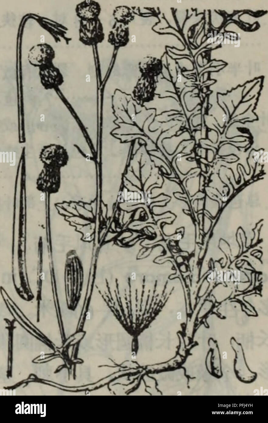 Da Lian Di Qu Zhi Wu Zhi Botany C A Ee Var Ndcoknum Liw Et Van Nakaia Ae C A A A E Ae A C C E a e C A C E Eevar Dbmooim Han Var Nov A Ae C A A A E Ae E A ºc E I A C A A I C A ºa 6 A A Ei A 1038 Cirsium Oreitales Hance F A