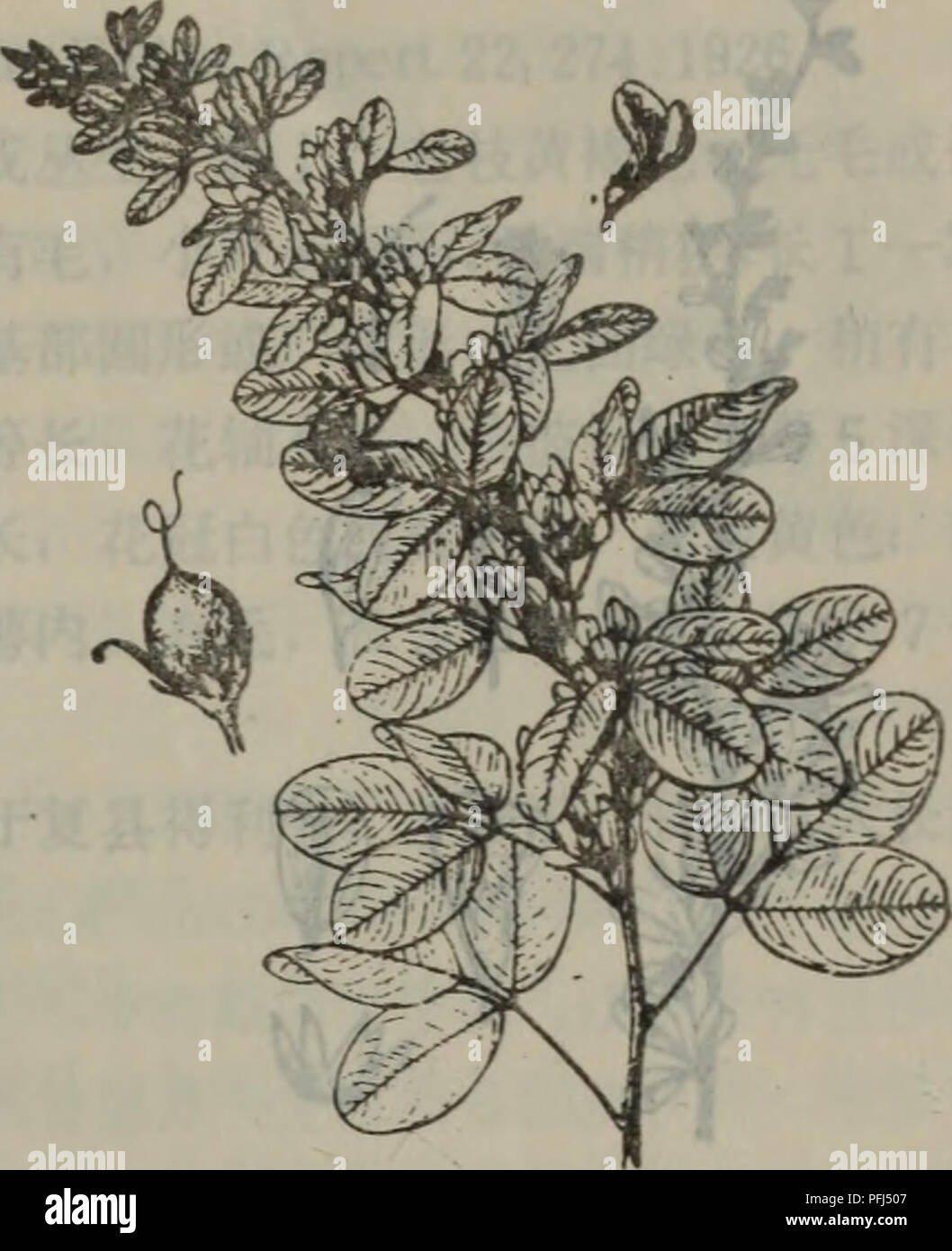 Da Lian Di Qu Zhi Wu Zhi Botany A 457e Aea Lespedeza Bicolor Turcz A 458c Aºe Aea Lesoedeza Cyrtobot R Ya Miq 2 C Ae E Aea C Aºe Aea I A 458 Lespedeza Cyrtobotiya Miq In Ana Mus Bot Lugd Bat 3 I 48