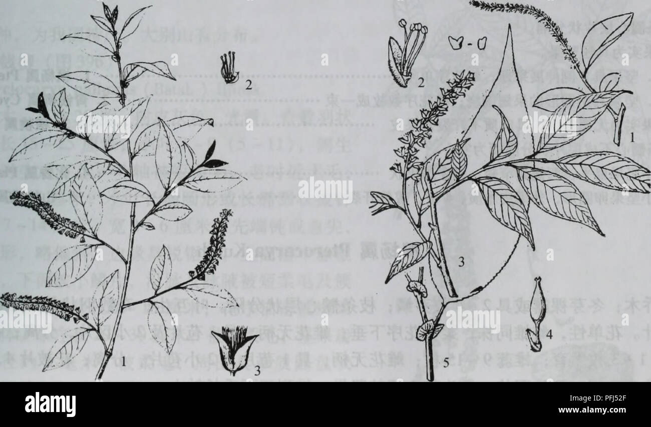 . da bie shan zhi wu zhi. botany. äºå «ãæ¨æ³ç§Salicaceae 287 å ·ï¼è ºä½ãè´æåµå½¢ï¼é¿çº¦37æ¯«ç±³ï¼2ç£è£ï¼æ æ¯ãè±æ34æï¼ææ45æã äº§éå±±ç¾è²å´ãéå¯¨ç½é©¬å¯¨ãæ½å±±å¤©æ±å±±ãç äºæµ·æ200 500ç±³å±±æ²ãè·¯æåæºªè¾¹ã 5a.è ºå¶è ºæ³ Salix chaenomeloides Kimura var. glandulifolia (C. Wang et C. Y. Yu) C. F. Fang æ¬åç§ä¸åç§ä¸»è¦åºå«å¨äºæ¬åç§å¶æä¸ç«¯è º ä½åä¸ºå°å¶çç¶ã äº§éå¯¨æ¸æ½-é²å®¶çªæåºãæ½å±±å¤©æ±å±±ãçäºæµ· æ500  700ç±³å±±æ²æ°´è¾¹ãæ²³æµæã 6.ç´«æ³ï¼å¾393) Salix wilsonii Seem. å¾392è ºæ³ ä¹æ¨ï¼é«10ä½ç±³ãå°ææè¤è²ï¼çè¢«ææ¯ï¼å1.å¶æï¼2'éè±åºï¼3'éè±ï¼4'ççç¤ºå é¢è ºä½ æ æ¯ãå¶æ¤-åå½¢æé¿åå½¢ï¼é¿47åç±³ï¼å®½1.5 3å Stock Photo