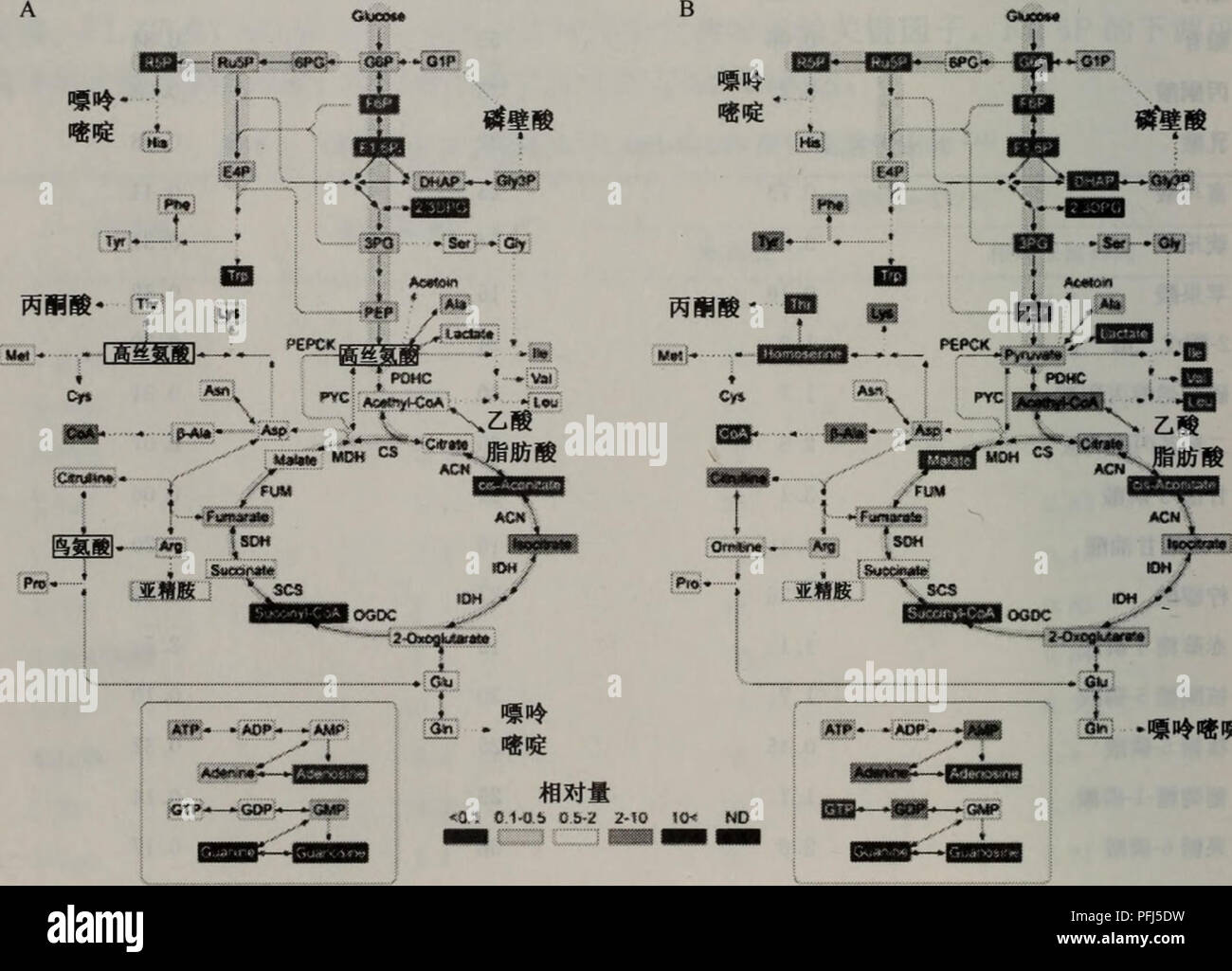 . dai xie zu xue fang fa yu ying yong. botany. ä»£è°¢ç© æ©å°/ç»èVamol ç»-è¡¨ RSD(n=5)/% å³°é¢ç§¯ ç¸å¯¹ä¿çæ¶é´ GMP 0. 14 42 0. 85 CDP 0. 07 52 0. 89 ADP 0. 72 49 0. 43 GDP 0.05 55 0. 93 CTP 0.15 37 0. 89 ATP 0. 83 36 0. 61 GTP 0.12 49 0. 63 NAD 4.5 8. 9 0. 72 NADP 0. 26 23 0. 64 NADPH 0. 06 53 0. 72 ä¹é °è¾ é µA 0. 67 36 0. 59 a.ç»èä¸-æ¯ç§ä»£è°¢ç©å®éç»ææ¯æ ¹æ®æ¯æ¯«åå¹å »æ¶²ä¸-ç»èæ°ç®æ¥è®¡ç®. å¾5-7 B. su^fz7z'5l68èæ ªå¨å-¢å-å½¢æè¿ç¨ä¸-è½éä»£è°¢ç½ç»çåå[13] A.å¨å¯¹æ°çé¿åæä»£è°¢ç©æ°´å¹³çååï¼Tc/T-Q.s); Rå-¢å-å½¢ææ©æä»£è°¢ç©æ°´å¹³çååï¼T2/T-().5)ãç´«è²å çº¢è²æ¹æ¡åå«è¡¨ç¤ºä»£è°¢ç©æ°´å¹³å¢å 2ã10åå10åä»¥ Stock Photo