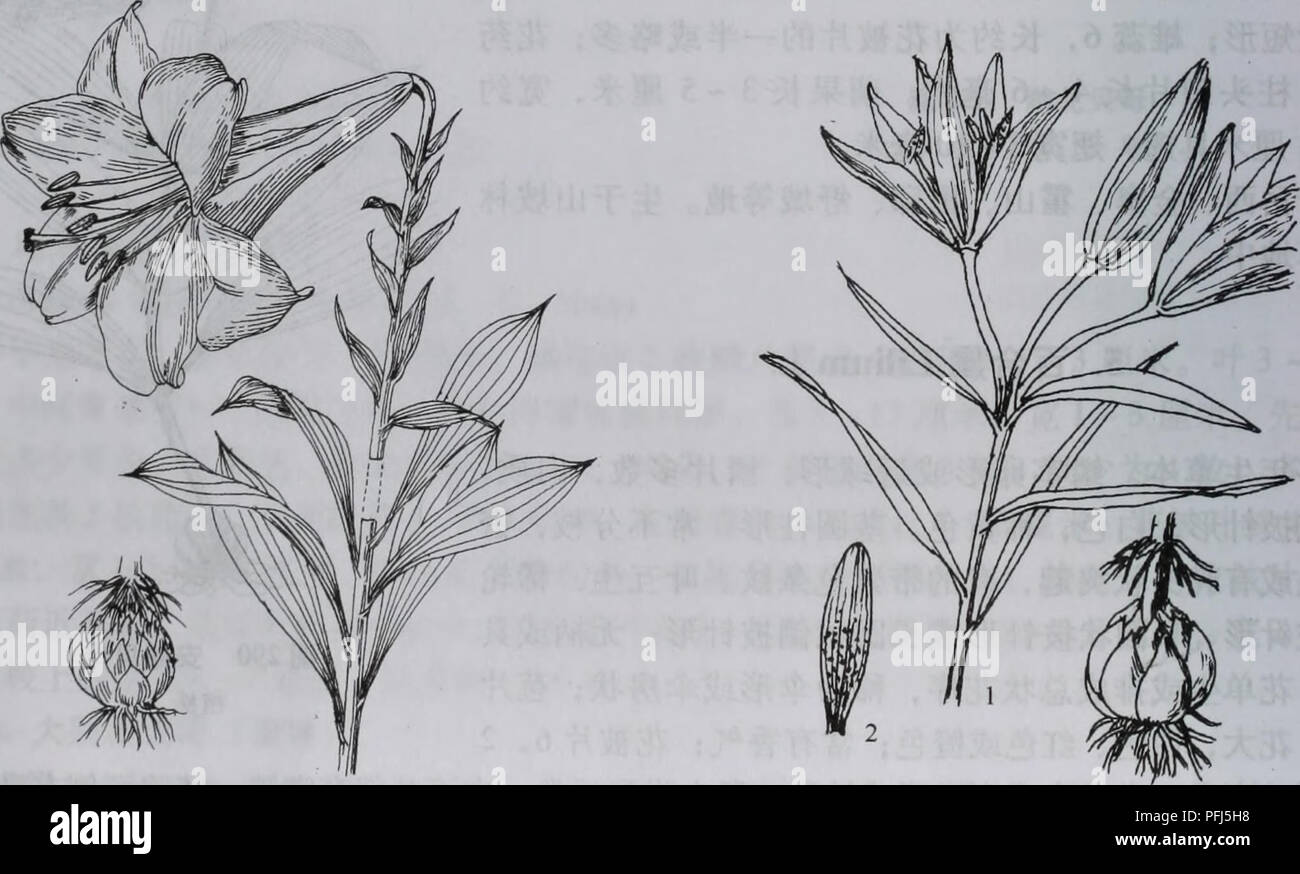 Da Bie Shan Zhi Wu Zhi Botany 216 A A A Ae C C A Aeee C A Cº 80c I Aºaae C A ea Ae40a C I Aºaaaa A A Aºae2c ac A Ac Ae C E 1 E A Aeea I E E Ca A 2 E A I E E Ca C E I Ae Aec I Eeaa A 1 C Al Brownii Var Viridulum 2 E Ea