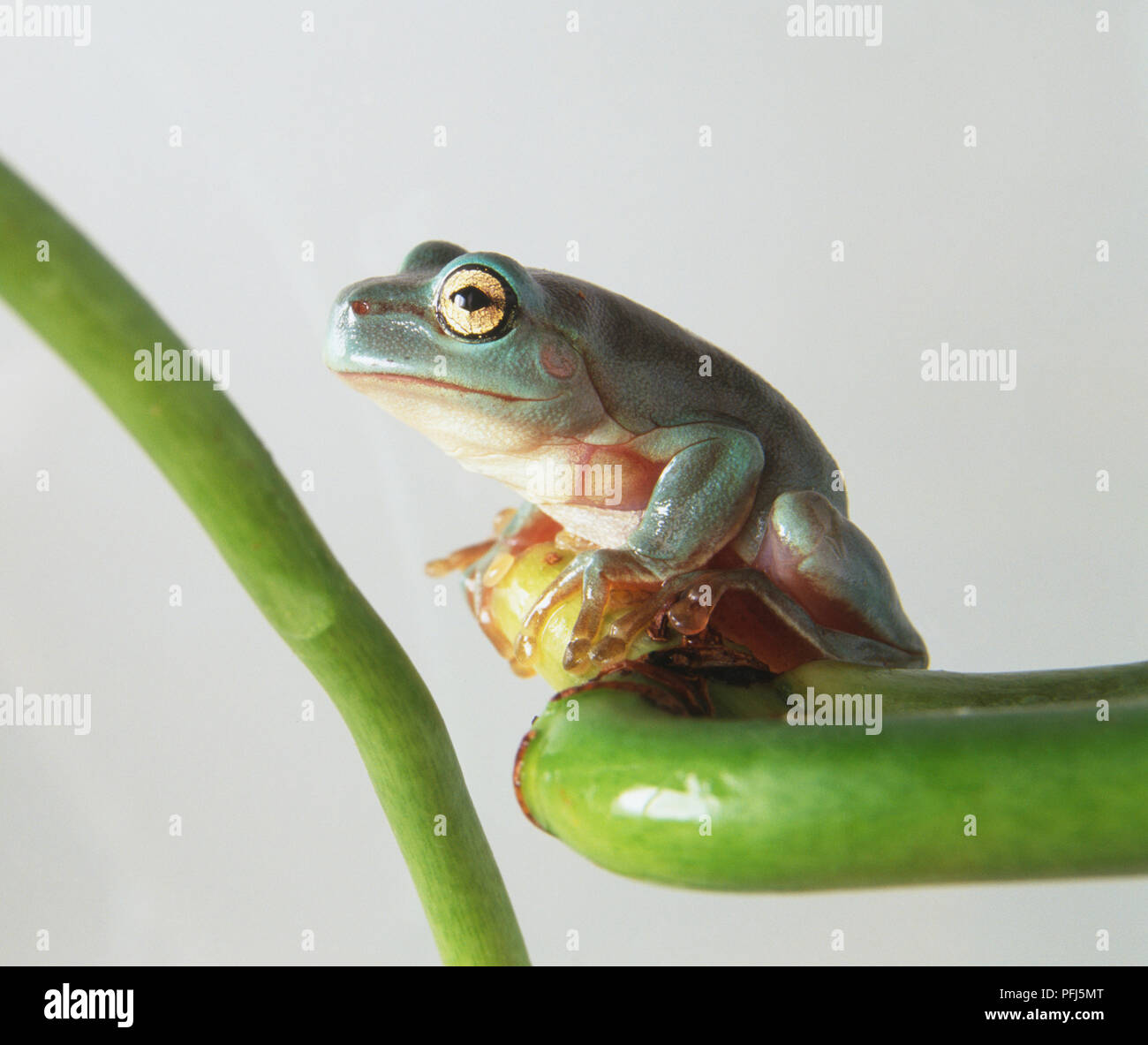 Labed Tree Frog White's tree frog (Litoria caerulea) perching on a leaf, side view ...