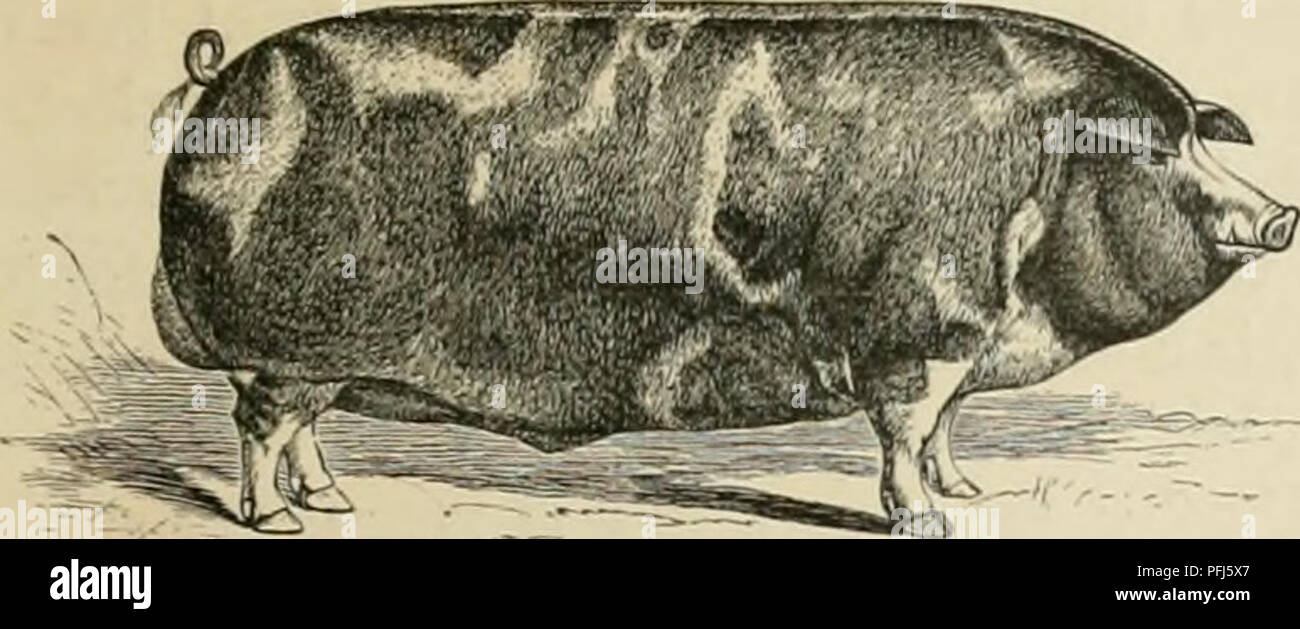 . Dairy farming : being the theory, practice, and methods of dairying. Dairy farms; Dairy plants; Milk plants. TIIK I'KOI'Tr KliO.M SWINH. 551 cliaraeteristies than liy the iianio ol' llic (•(Hinty to which they happen to bching. As in cattle and sheep, so in pigs, a great improvement in breeding has been brought about during the past half century, so that all our varieties are now much better than they formerly were, while between the best of them there is so little to choose on the score of usefulness that it becomes a mere matter of fancy which of them a farmer had better own. The Yorkshire Stock Photo