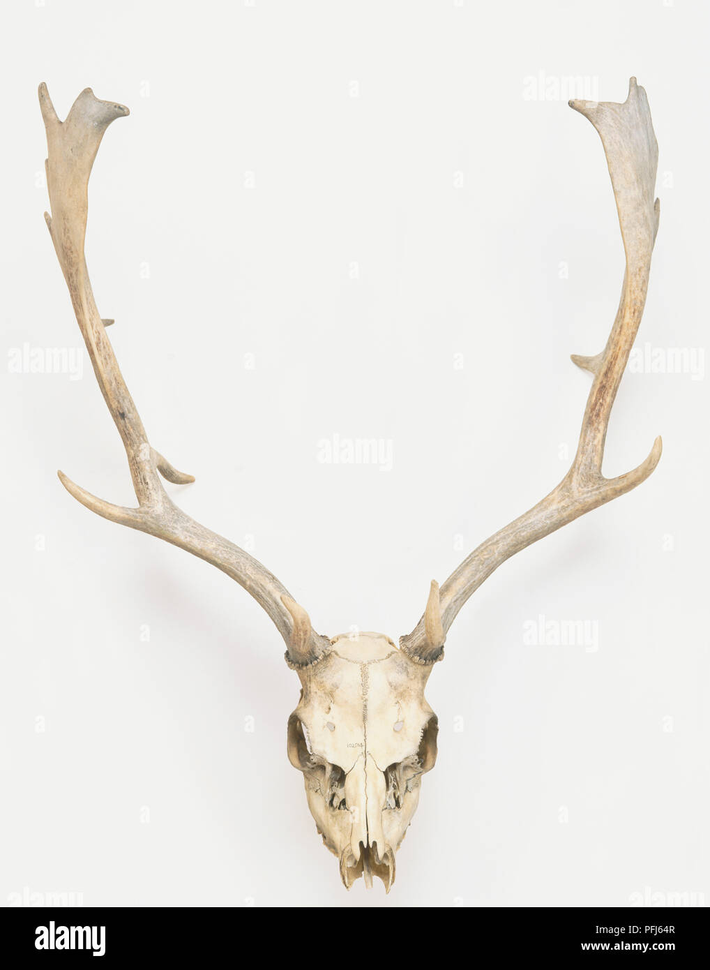 Deer skull and antlers Stock Photo - Alamy
