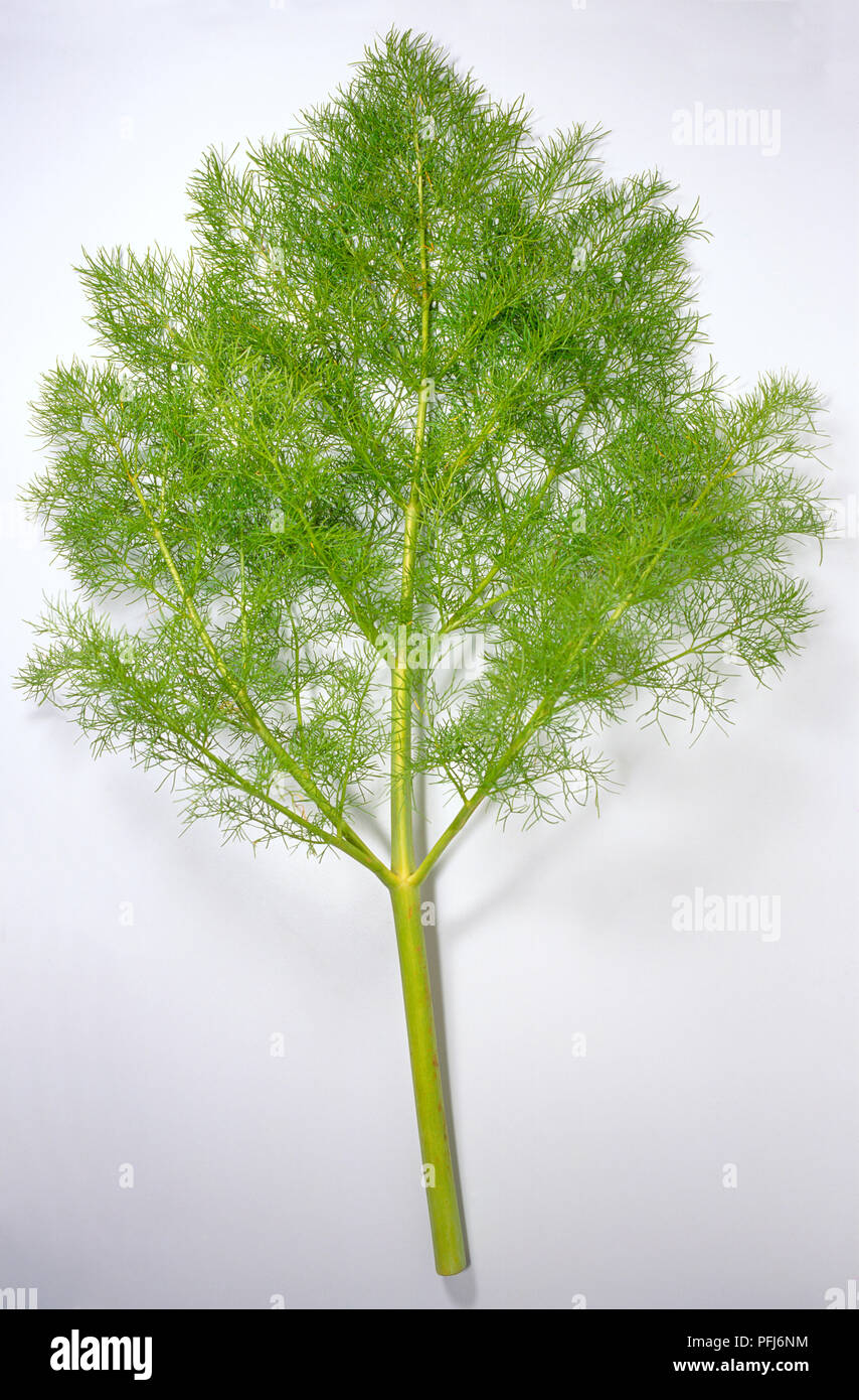 Ferula communis, giant Fennel with green feathery leaflets. Stock Photo