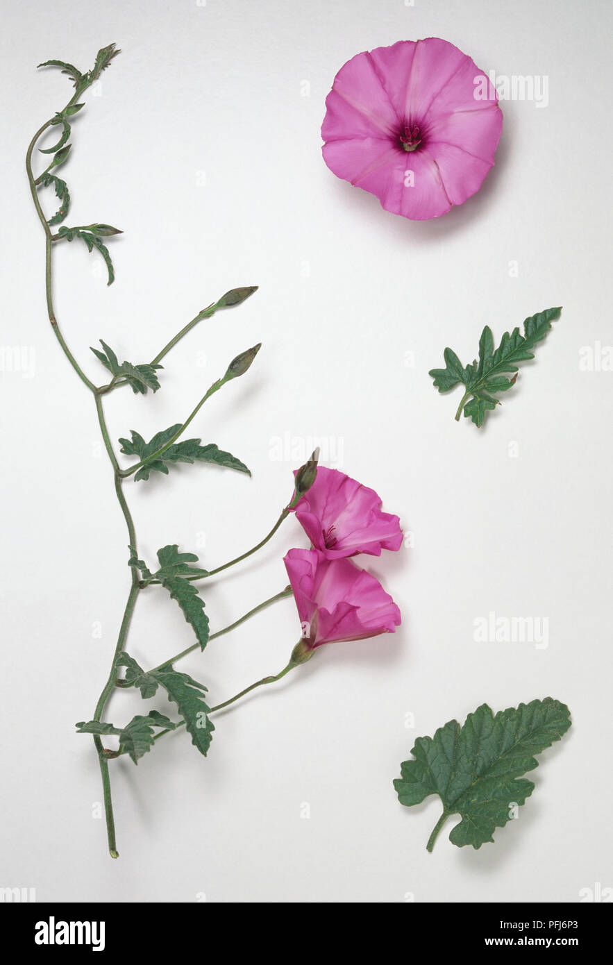 Convolvulus althaeoides (Mallow-leaved bindweed), stem with buds, flowers and leaves, and separate flower head and leaves, close-up Stock Photo