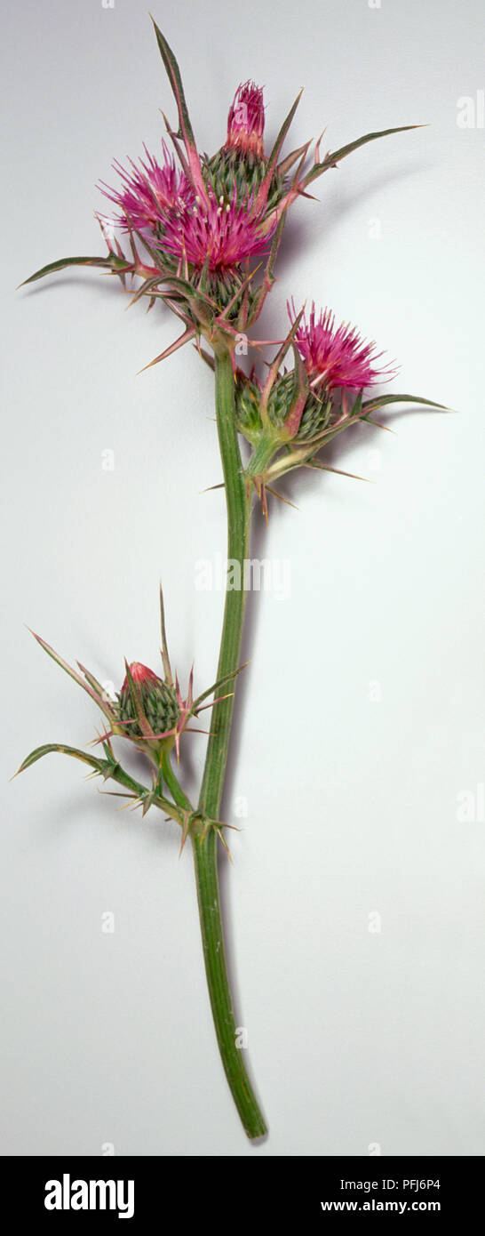 Notobasis syriaca, syrian thistle green stem with pink flowers long purple florets and stiff spines. Stock Photo