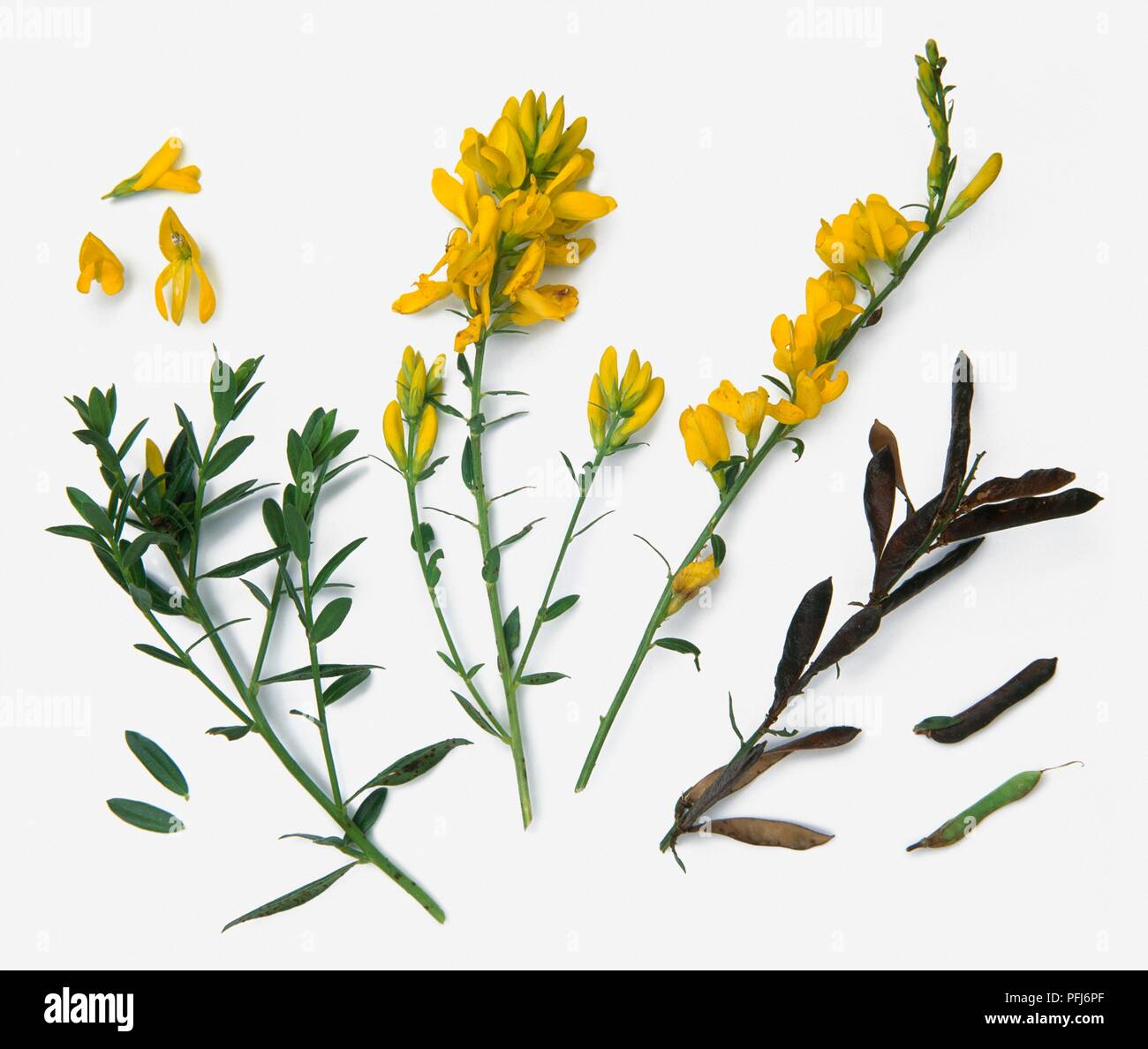 Genista tinctoria (Dyer's Greenweed), with yellow flowers, green leaves on stems, and seed pods Stock Photo