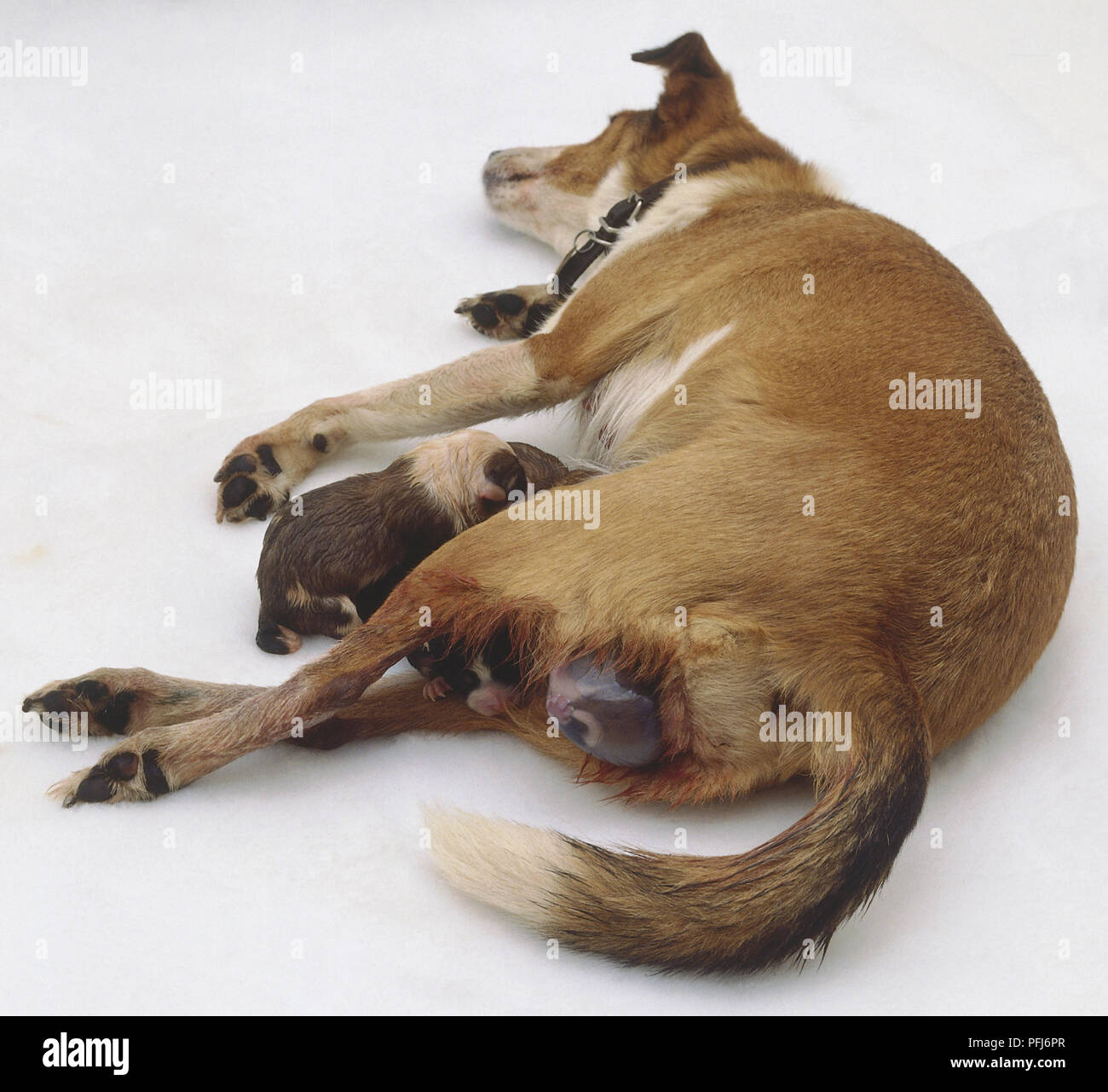 A puppy emerges tail first in its protective birth sac from its tan and 