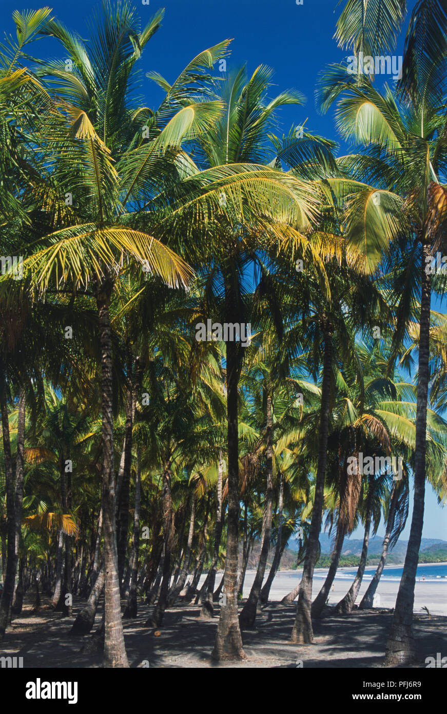 Central America, Costa Rica, Guanacaste, Samara, Playa Carillo, Coconut Palms (Cocos nucifera) providing shaded area behind beach Stock Photo