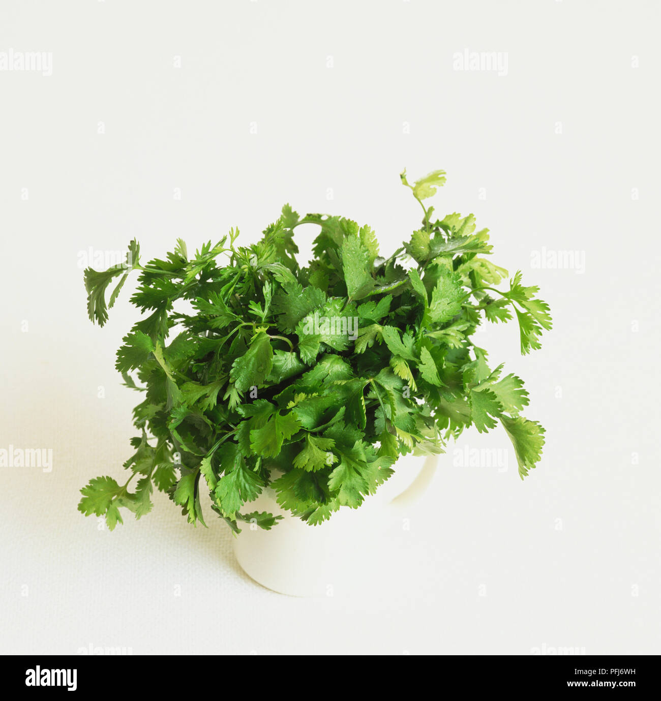 Fresh Coriander sprigs in a mug, elevated view. Stock Photo