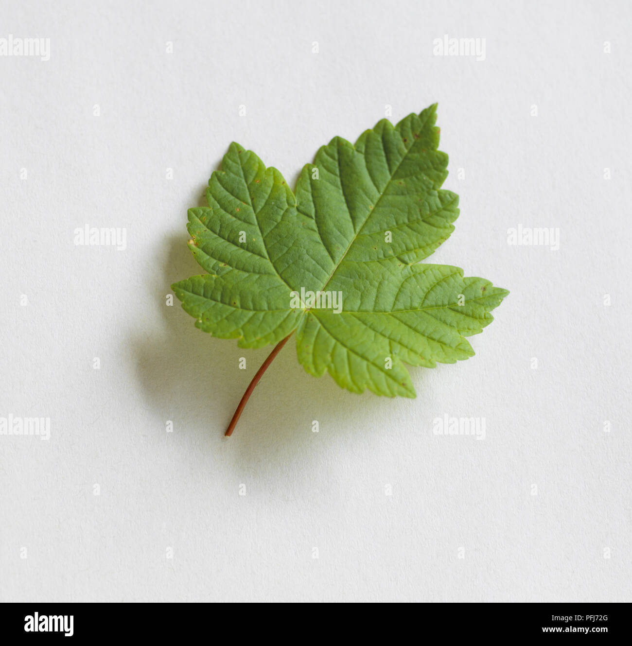 Lobate green leaf, close up. Stock Photo