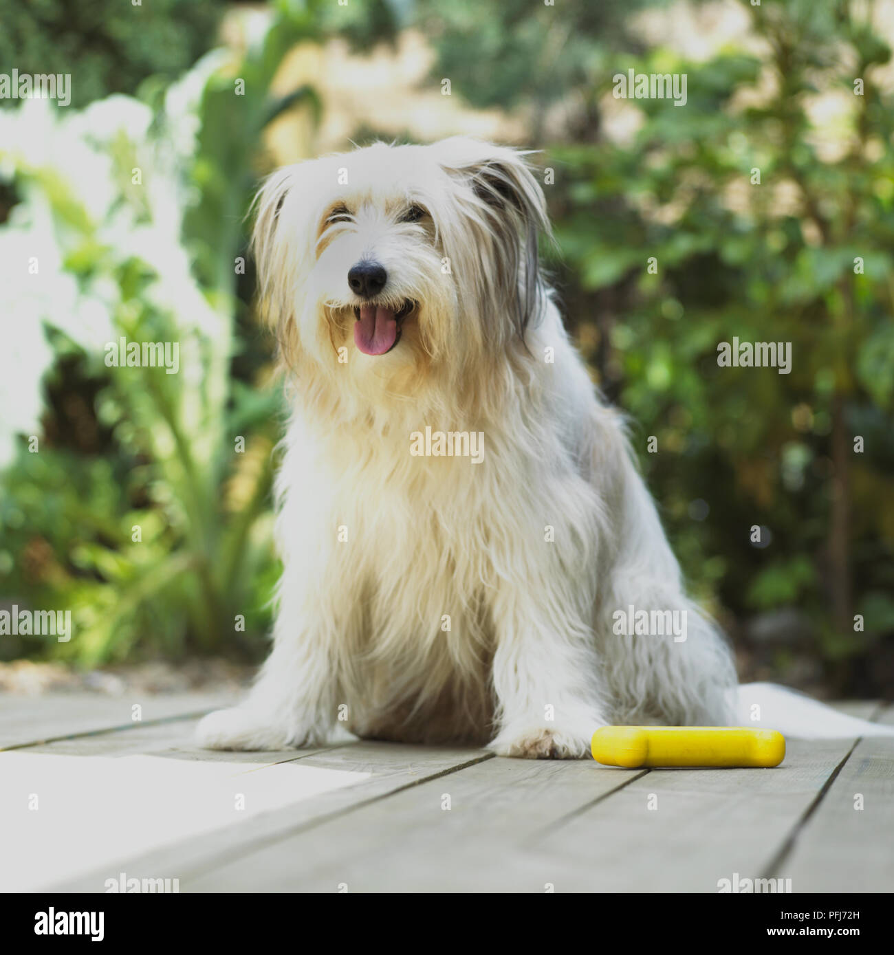 Dog sitting on wooden decking in a garden beside a  yellow plastic bone. Stock Photo