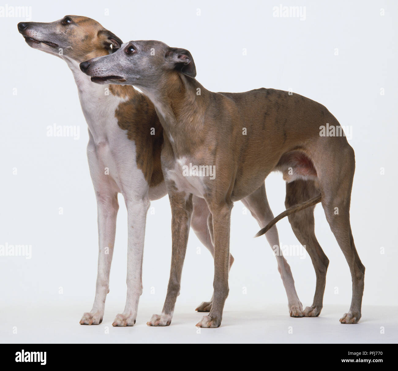 Two whippets standing side by side. Stock Photo