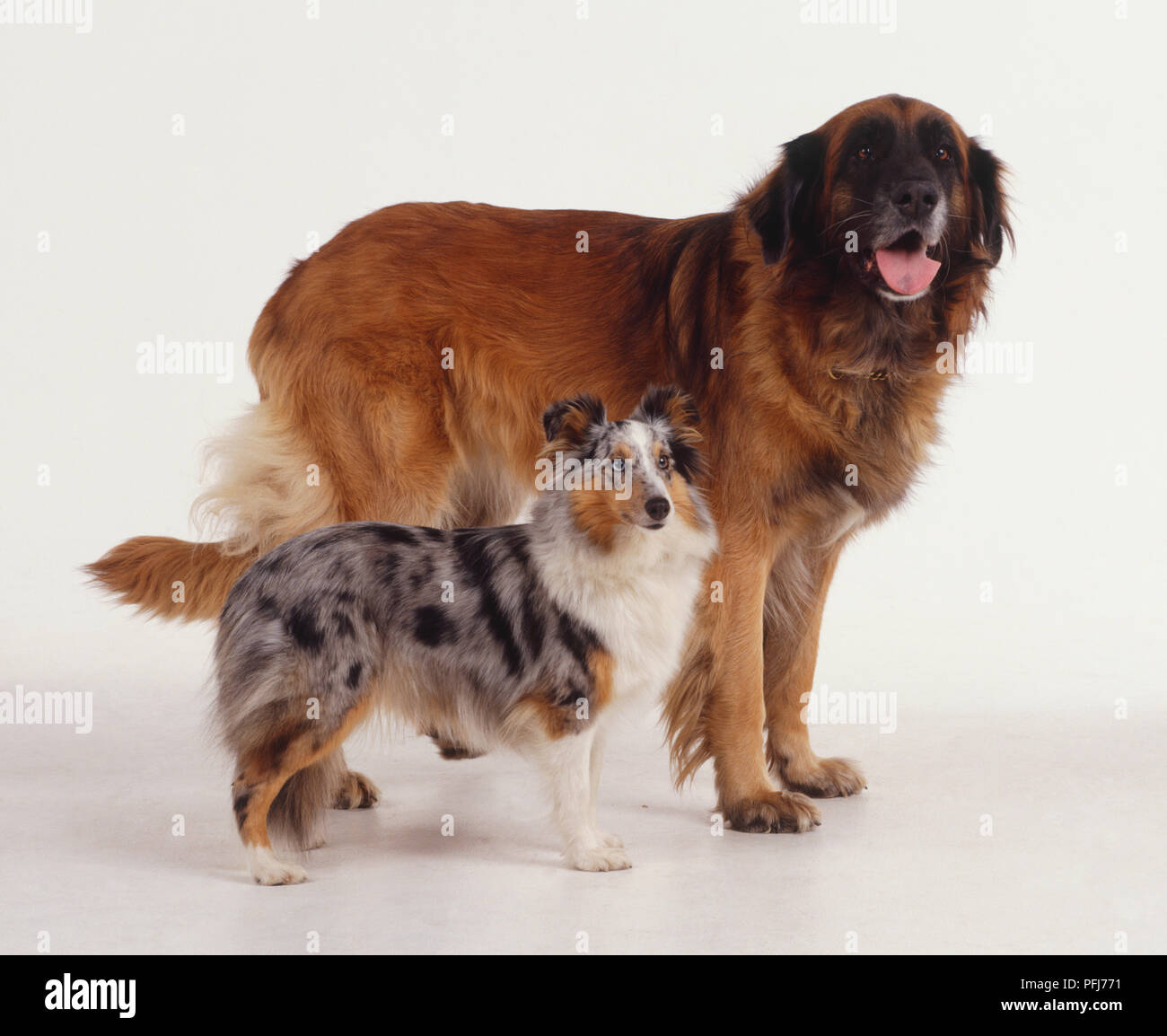 Estrela Mountain Dog and Rough Collie puppy (canis familiaris), side view. Stock Photo