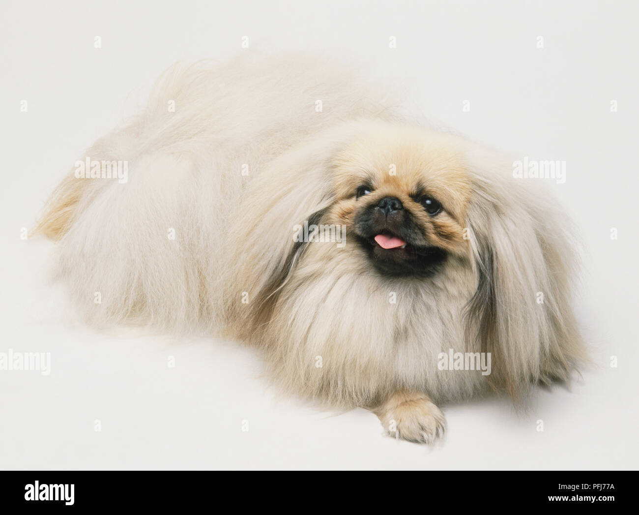 Pekingese, small dog with long fur. Stock Photo