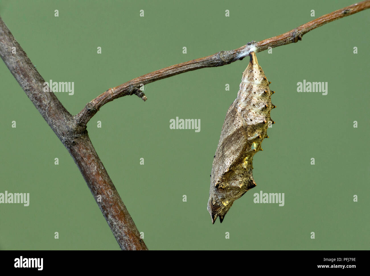 Caterpillar of Small tortoiseshell (Aglais urticae), a butterfly of the Nymphalidae family, ready to pupate, Switzerland Stock Photo