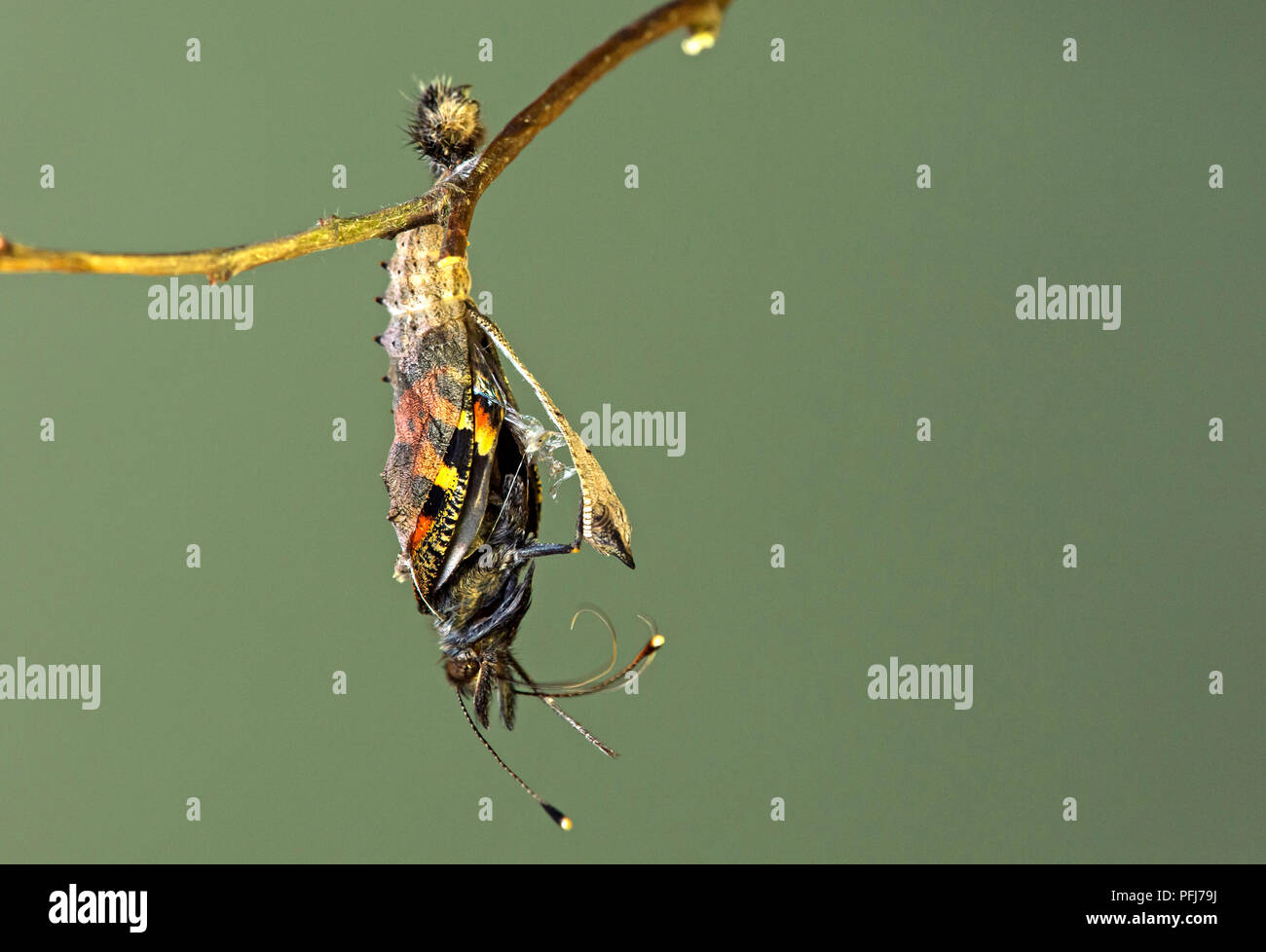 Hatching of Small tortoiseshell (Aglais urticae), a butterfly of the Nymphalidae family, Switzerland Stock Photo