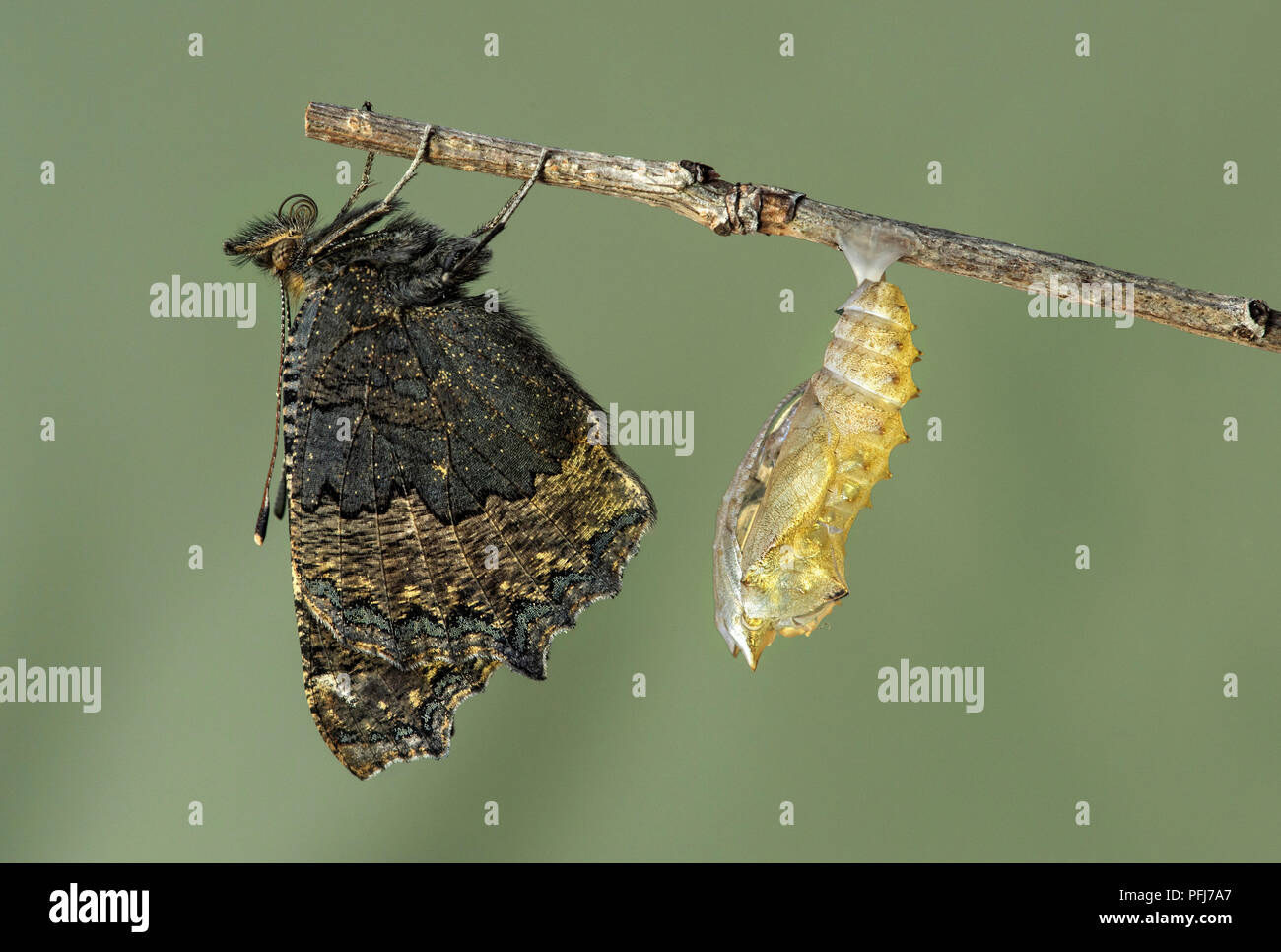 New hatched Small tortoiseshell (Aglais urticae), a butterfly of the Nymphalidae family, close to its exuvia, Switzerland Stock Photo