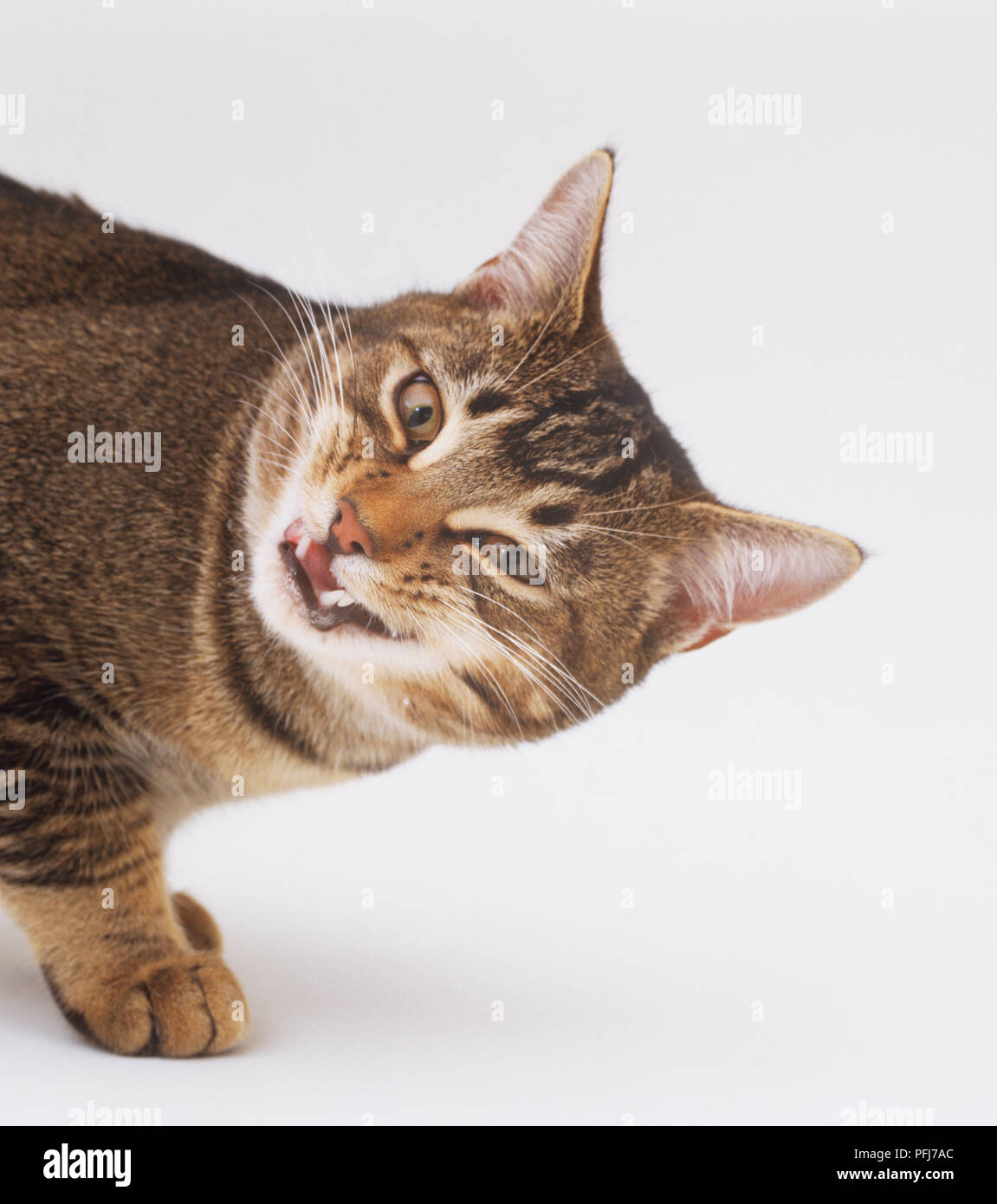 Cat with mouth open, turning head, close up Stock Photo