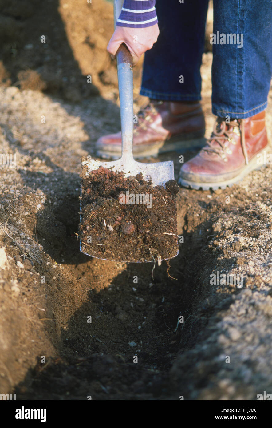 Organic matter being added to hole in the ground with a garden spade. Stock Photo