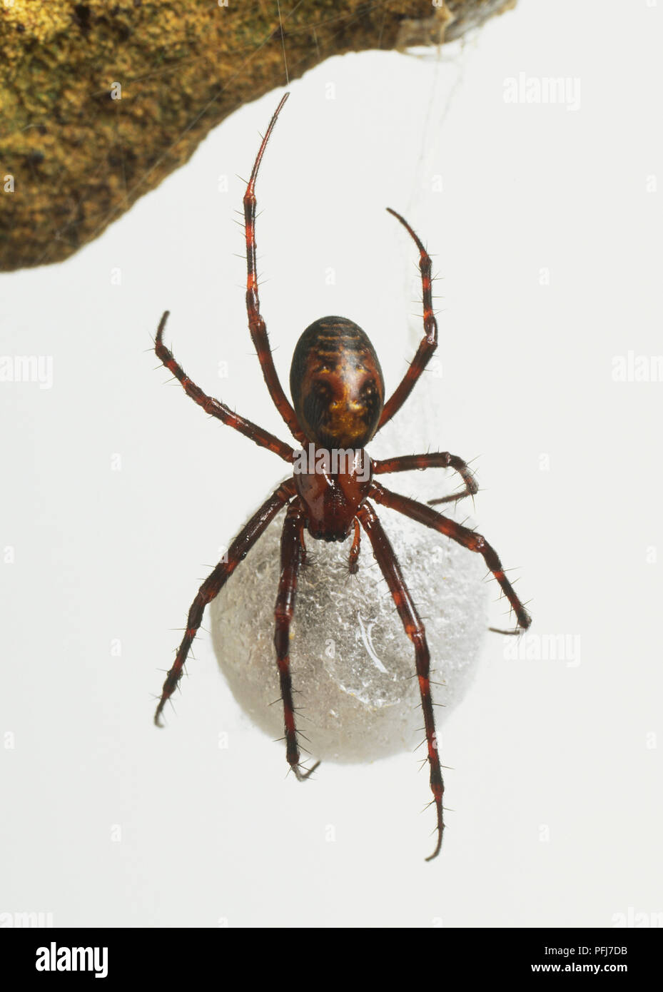 Cave Spider (meta menardi) Stock Photo