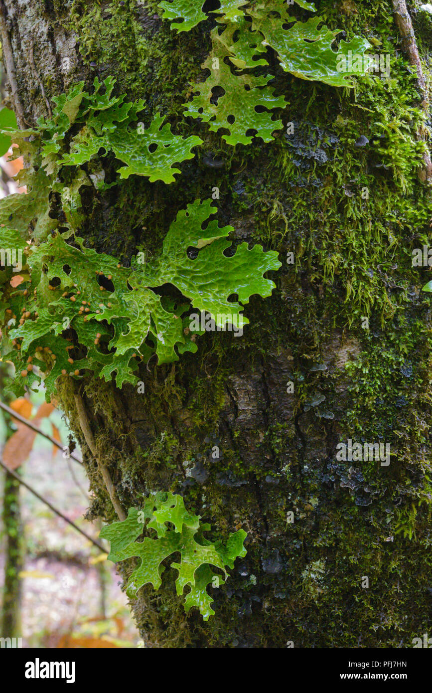 Liquen pulmón sobre musgo en la corteza de un árbol Stock Photo