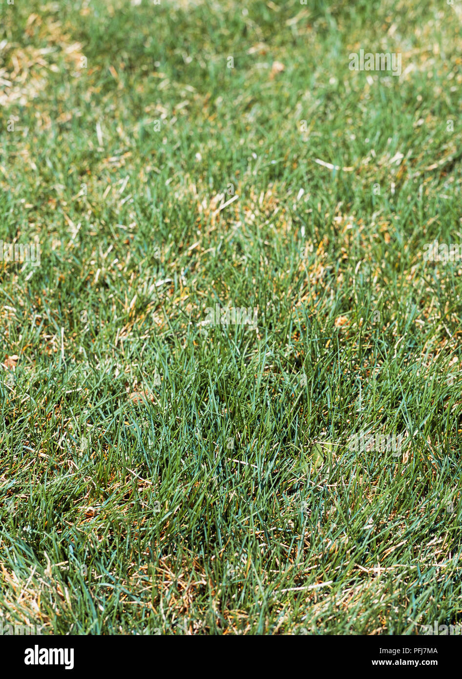 Green grass with dry patches, closeup Stock Photo Alamy
