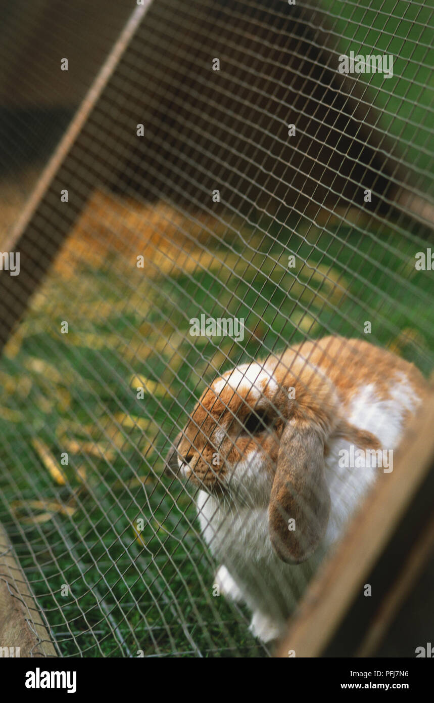 Rabbit, Leporidae, plump, fluffy, white-brown with long, hanging ears ...