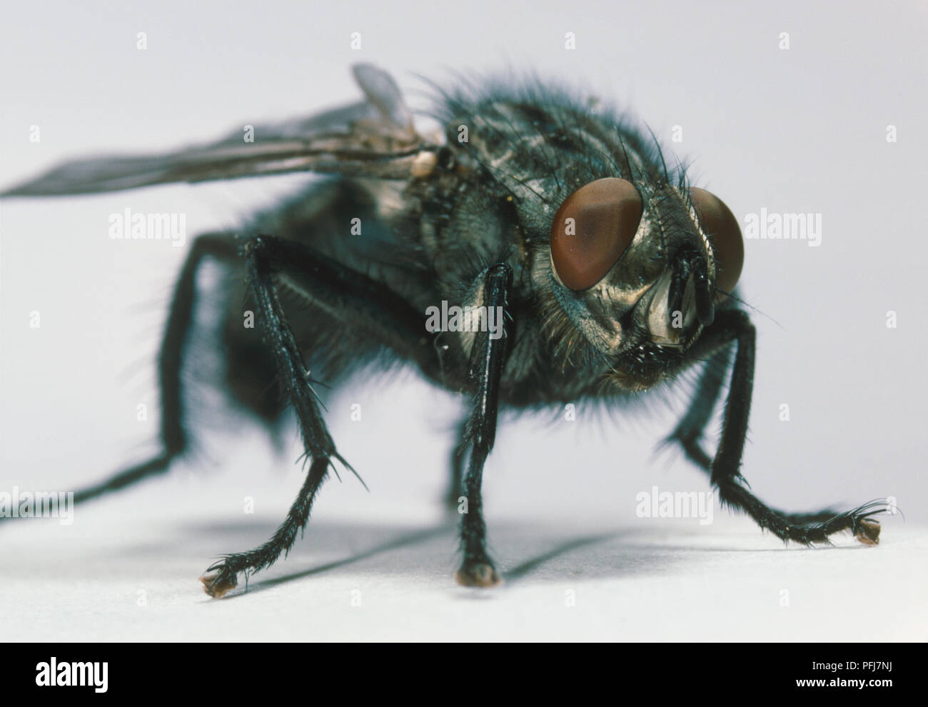 Close up of housefly (Musca domestica), hairy body, spindly legs and reddish brown eyes, front and side view Stock Photo