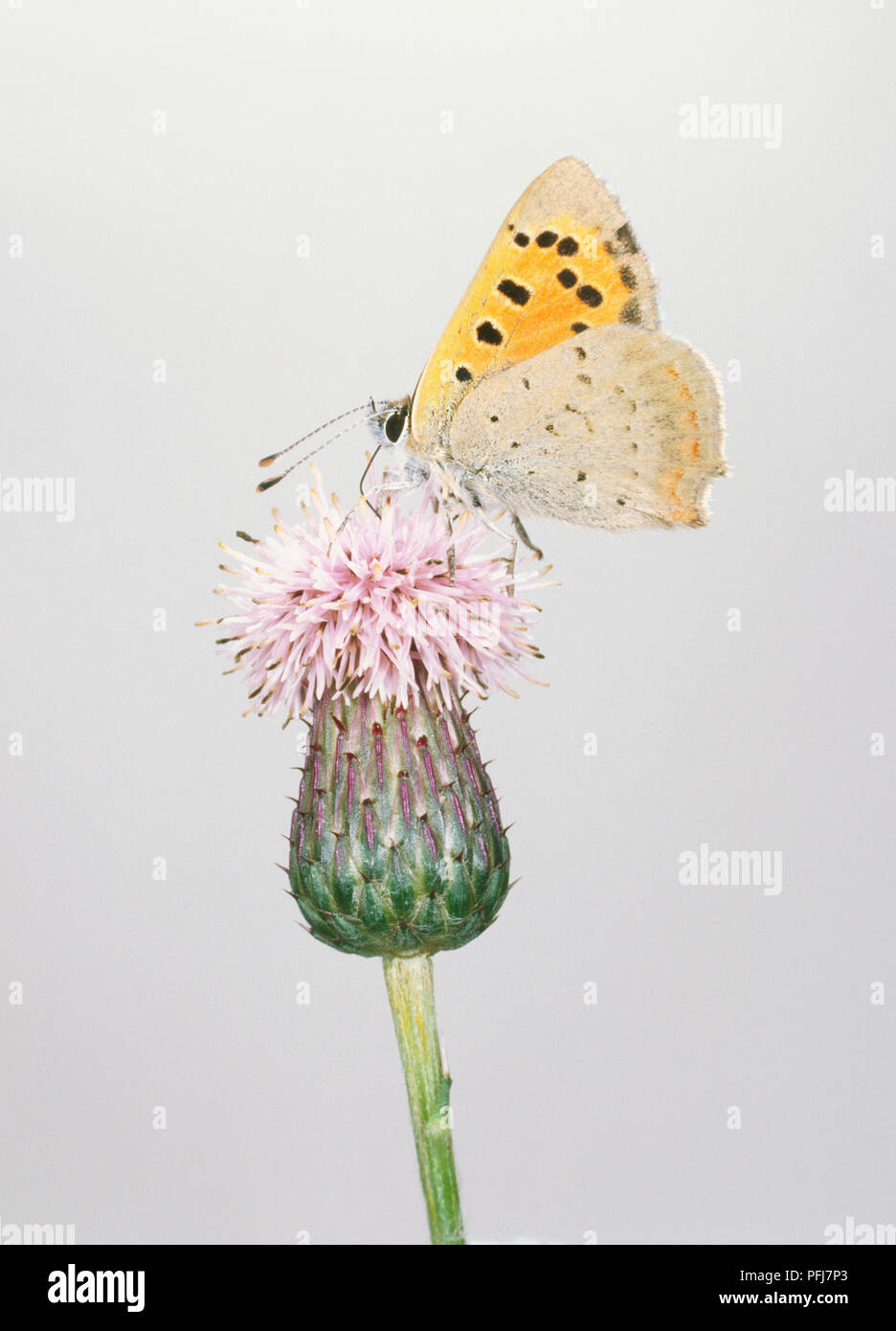 Butterfly (Lepidoptera), yellow with black dots feeding on light purple flower Stock Photo