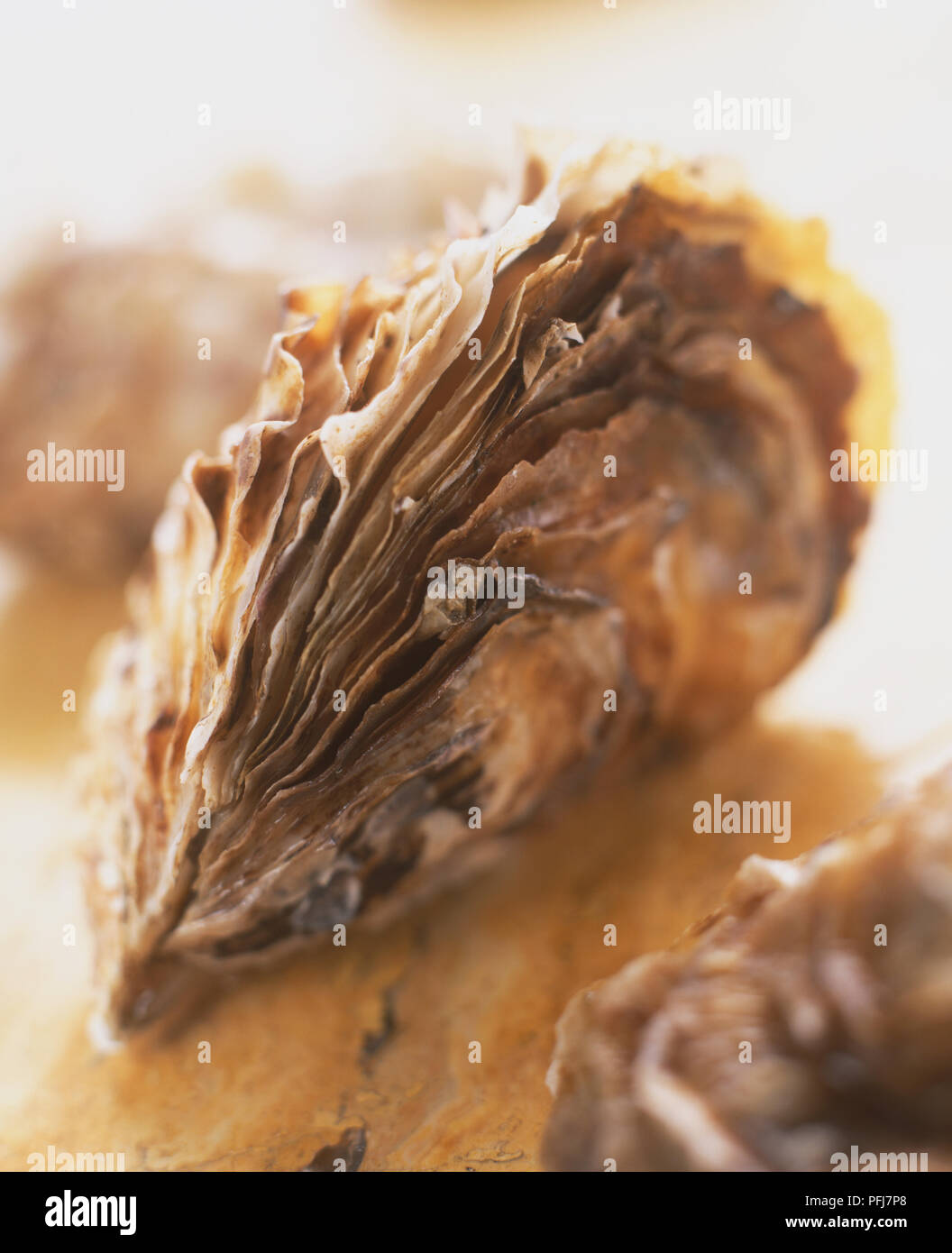 Rough irregular shell of closed oyster, close up showing layered segments and ridges, blurred background Stock Photo