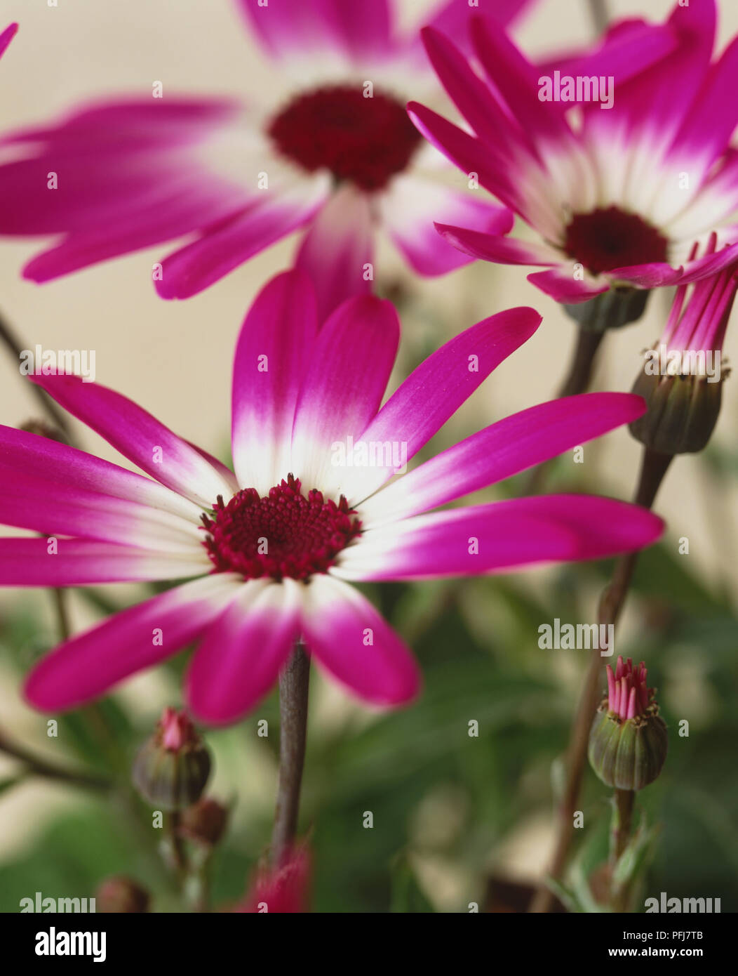 Florists' Cineraria (Pericallis hybrida), flowers, fully open, half open and closed, daisy-like petals, purple turning white towards center, close-up Stock Photo