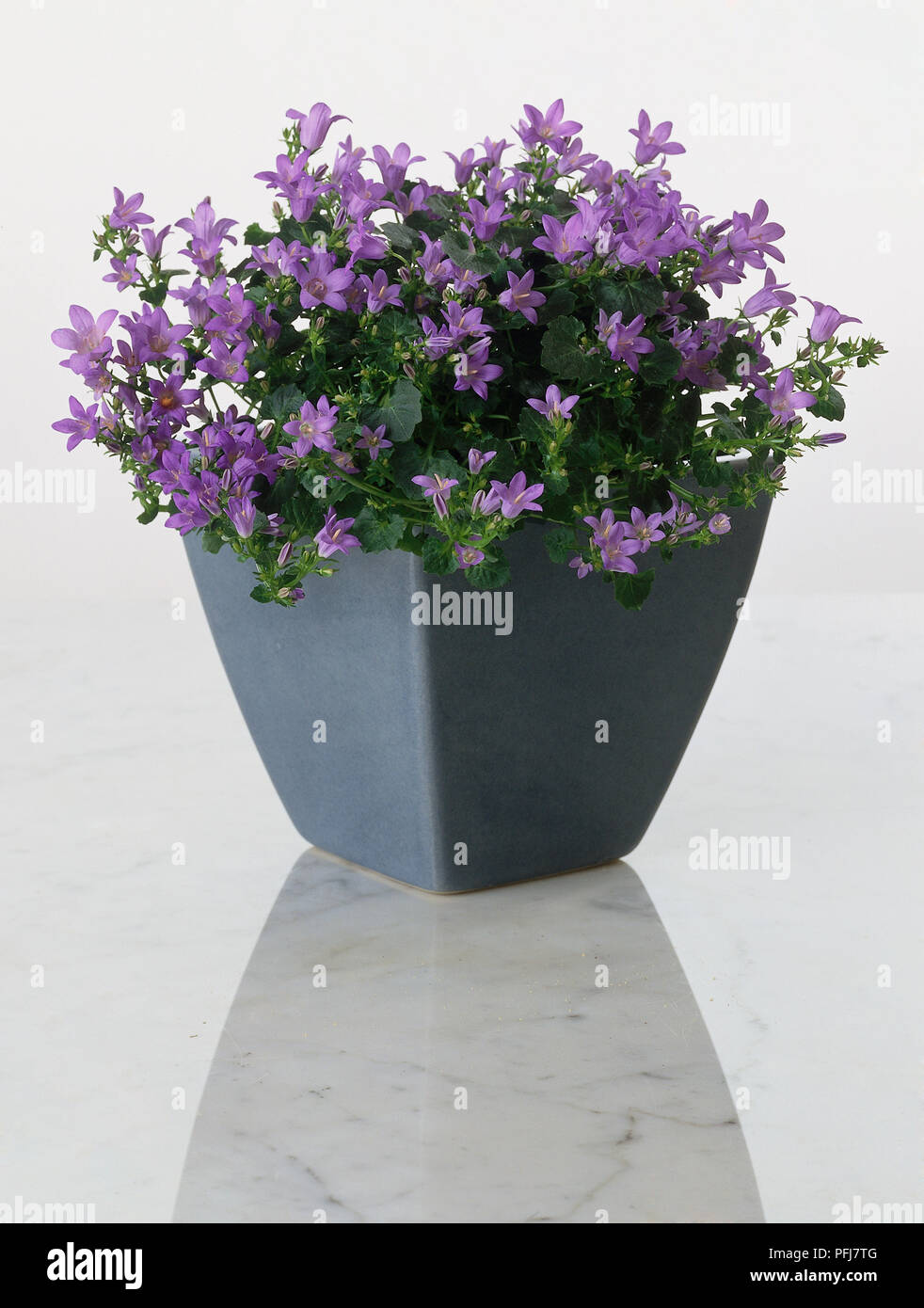 Star-of-Bethlehem (Campanula isophylla), bushy plant with small green leaves, covered with purple flowers, dark blue pot on marble surface Stock Photo