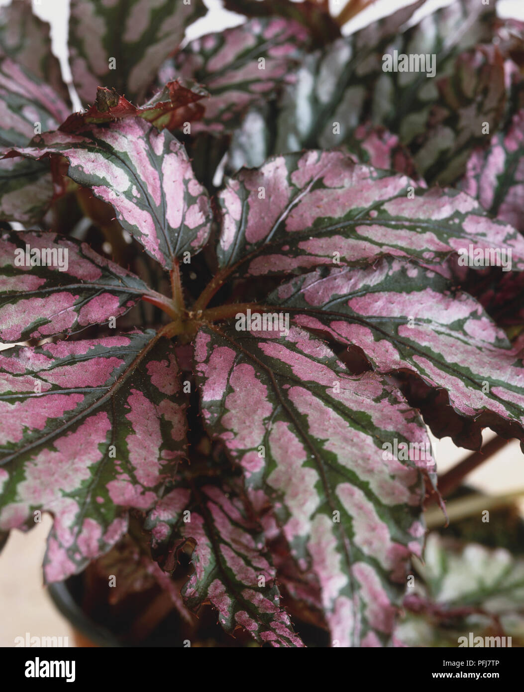 Begonia benichoma, leaves divided into several leaflets, veined with purple-green pattern, close-up Stock Photo