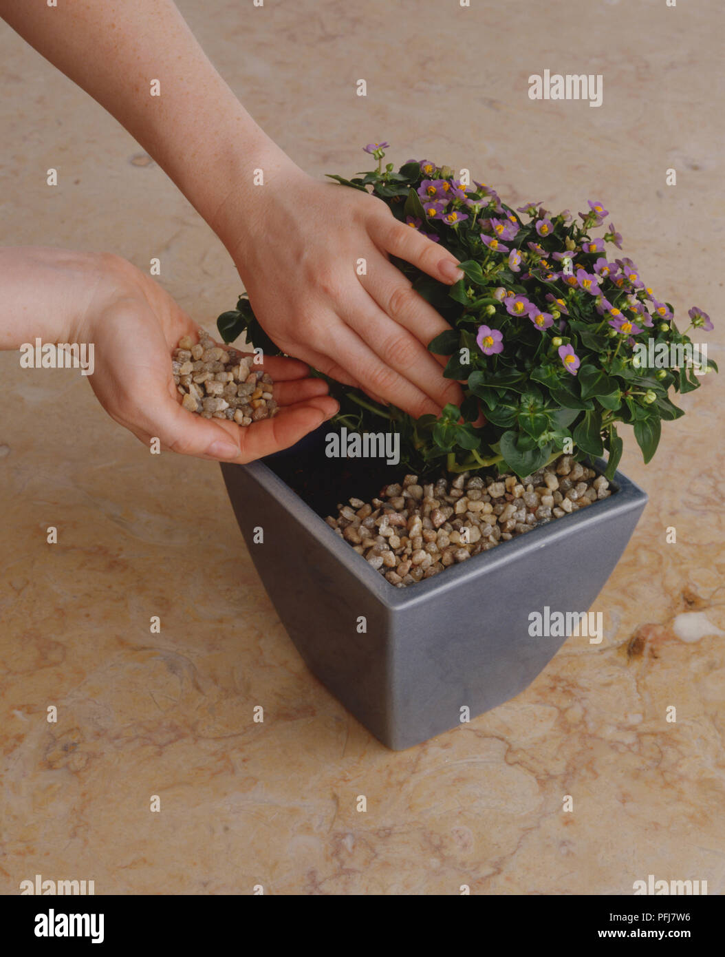 Using cupped palm of hand to add layer of mulch to bushy plant, small green leaves and purple flowers, in blue pot, standing on marble surface Stock Photo