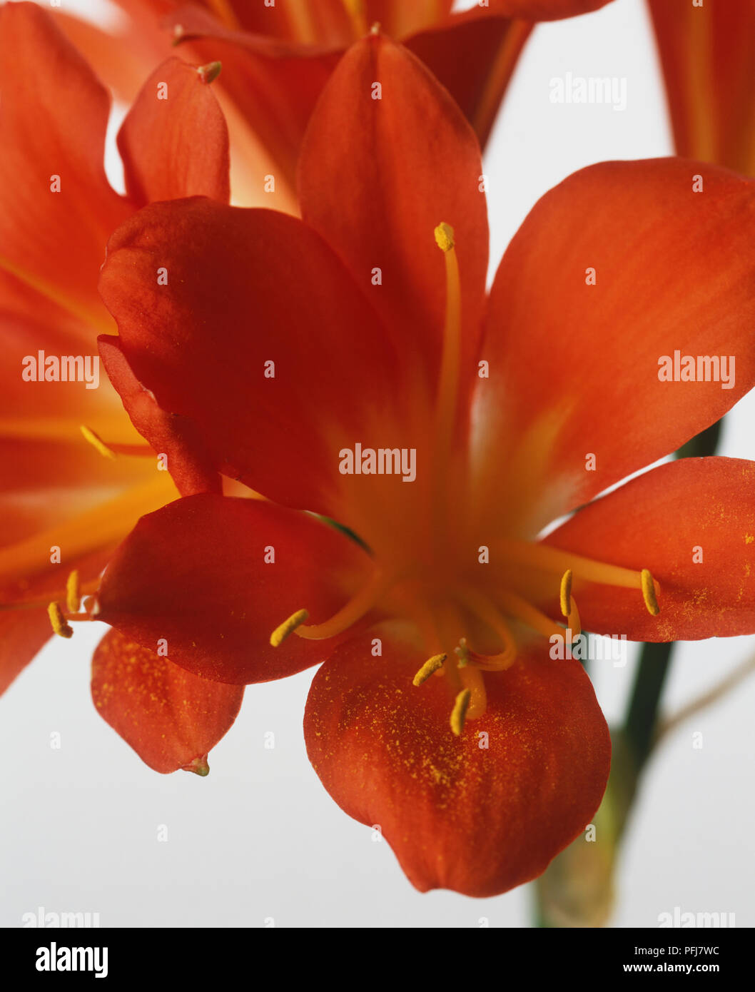 Kaffir Lily (Clivia miniata), flower of robust evergreen, showing spindly yellow stamens at centre of orange-red petals, bursting anthers dusting petals with pollen, close-up Stock Photo