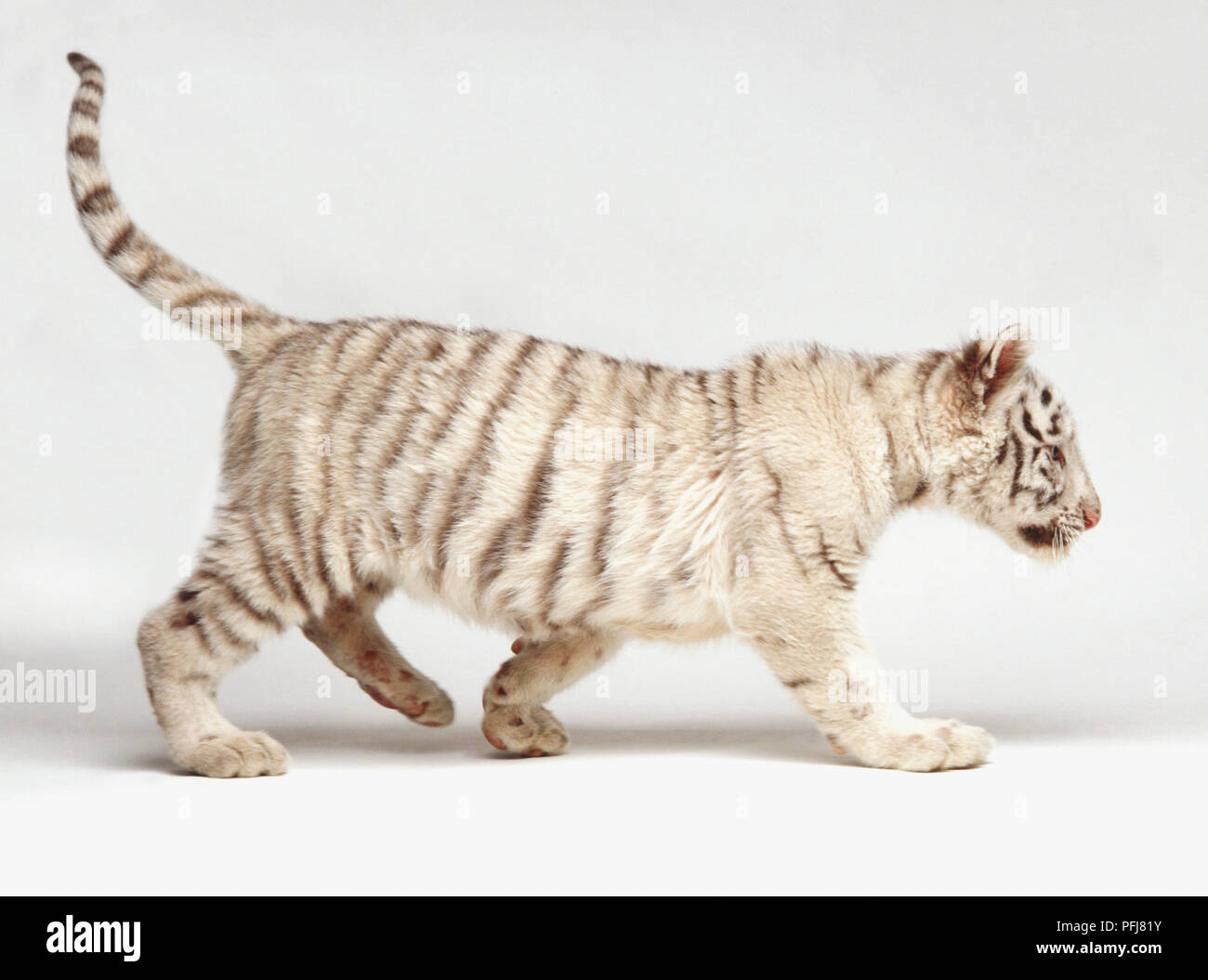 White tiger cub (Panthera tigris) walking, white fur and dark stripes, side view Stock Photo