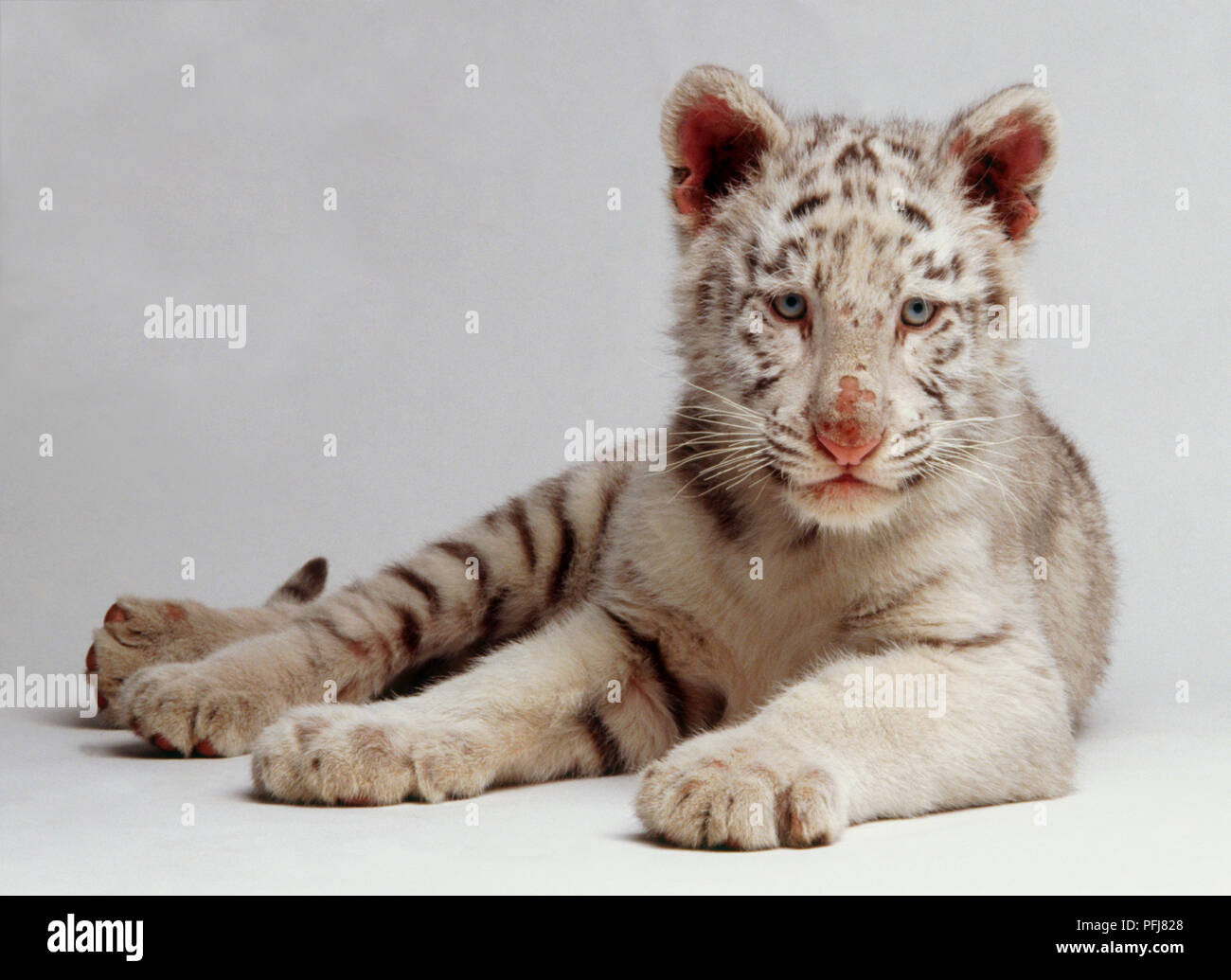 White tiger cub (Panthera tigris) lying down, white fur and dark stripes, front view Stock Photo