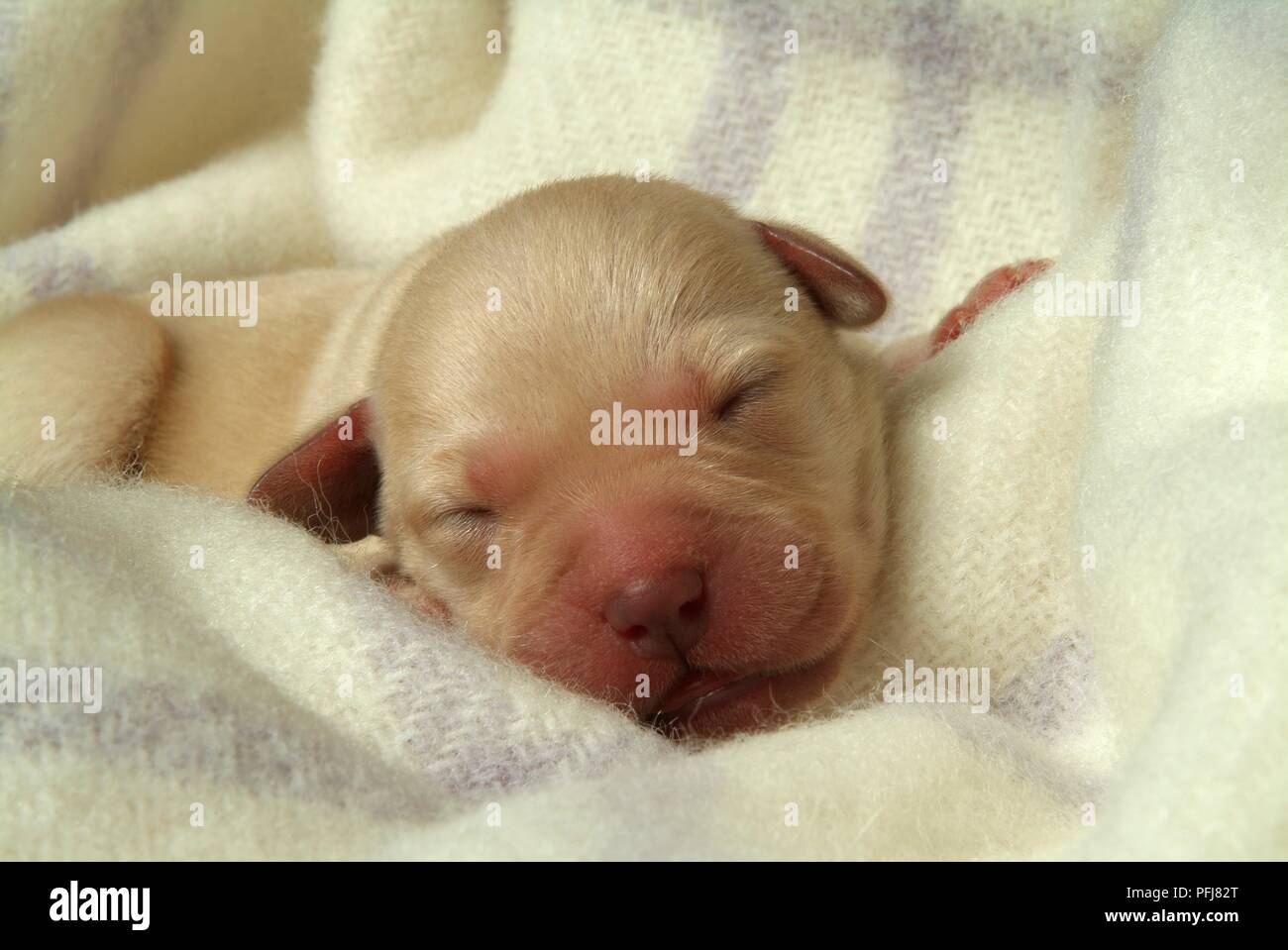 Newborn Labrador puppy sleeping on wool blanket, close-up Stock Photo