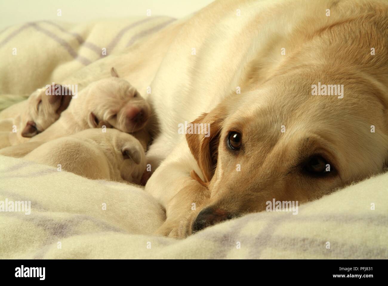 Three newborn Labrador puppies sleeping with mother on wool blanket Stock Photo