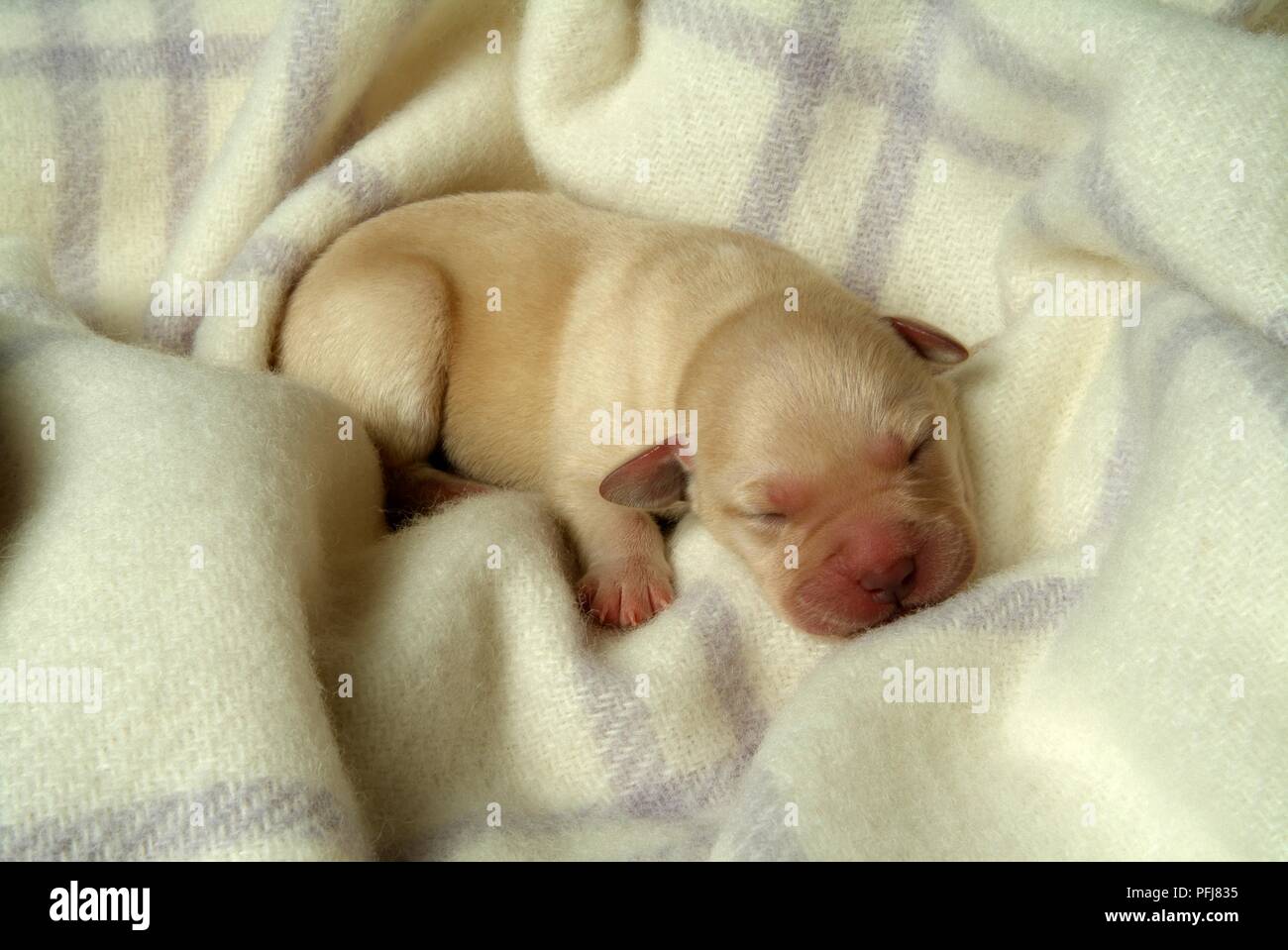 Newborn Labrador puppy sleeping on wool blanket Stock Photo