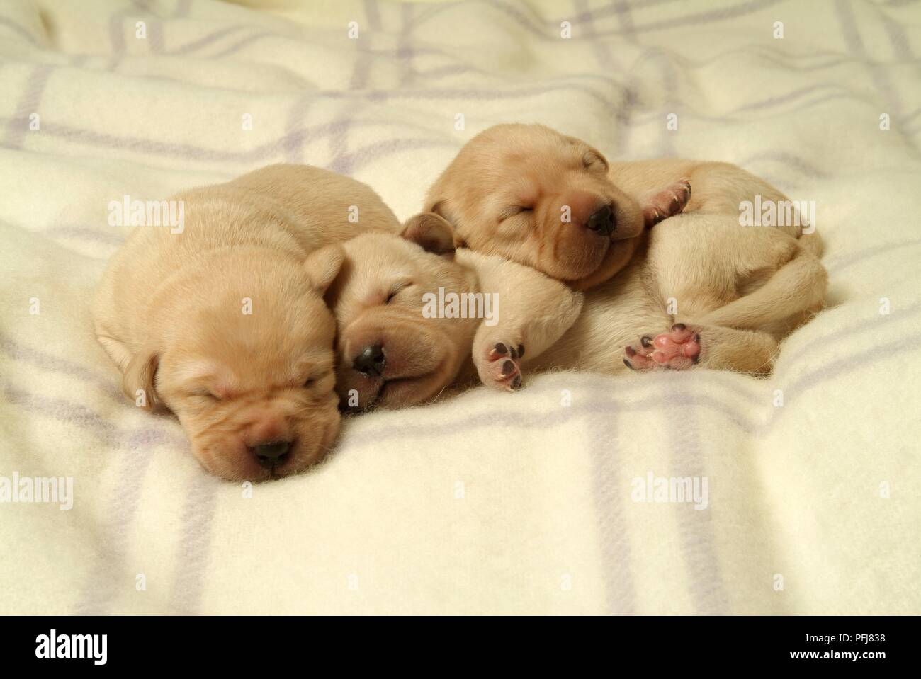 Three newborn Labrador puppies sleeping on wool blanket Stock Photo