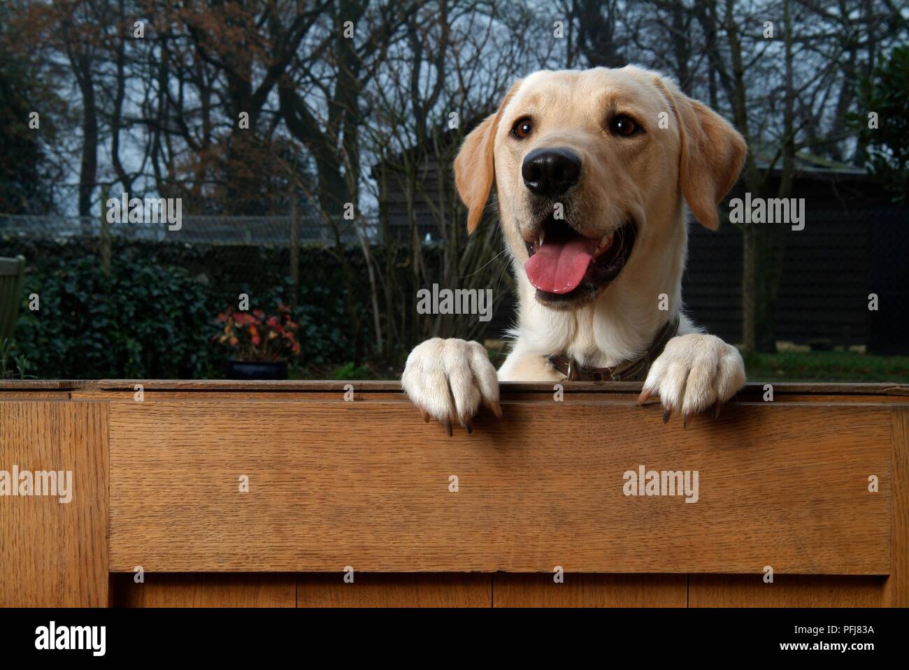 Labrador dog rearing up with front paws on wooden fence Stock Photo Alamy