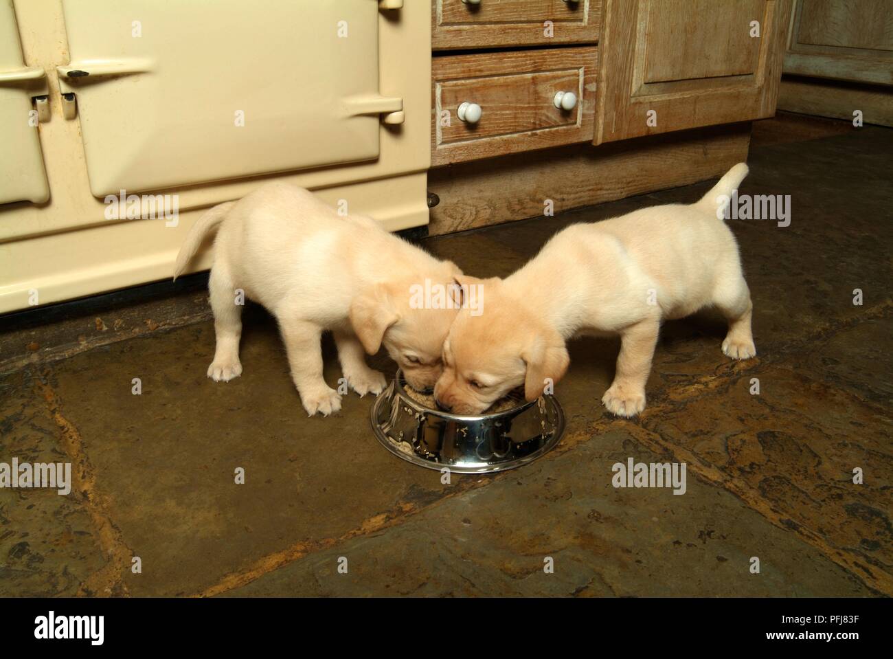 Two Labrador puppies feeding from the same bowl in kitchen Stock Photo ...