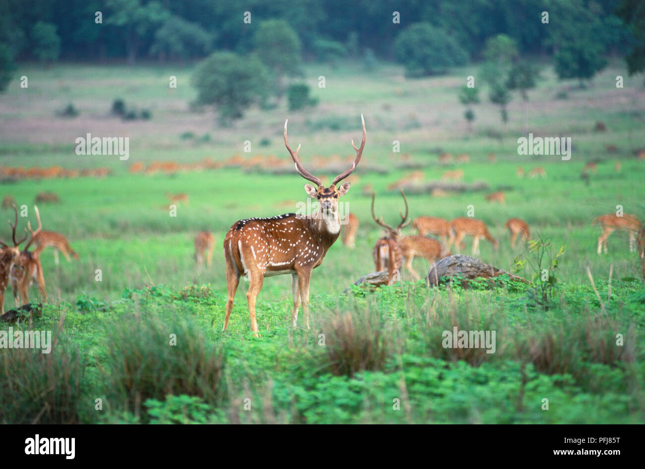 India, Kanha, herd of Axis Deer (Axis axis) grazing in meadow, stag looking at camera. Stock Photo