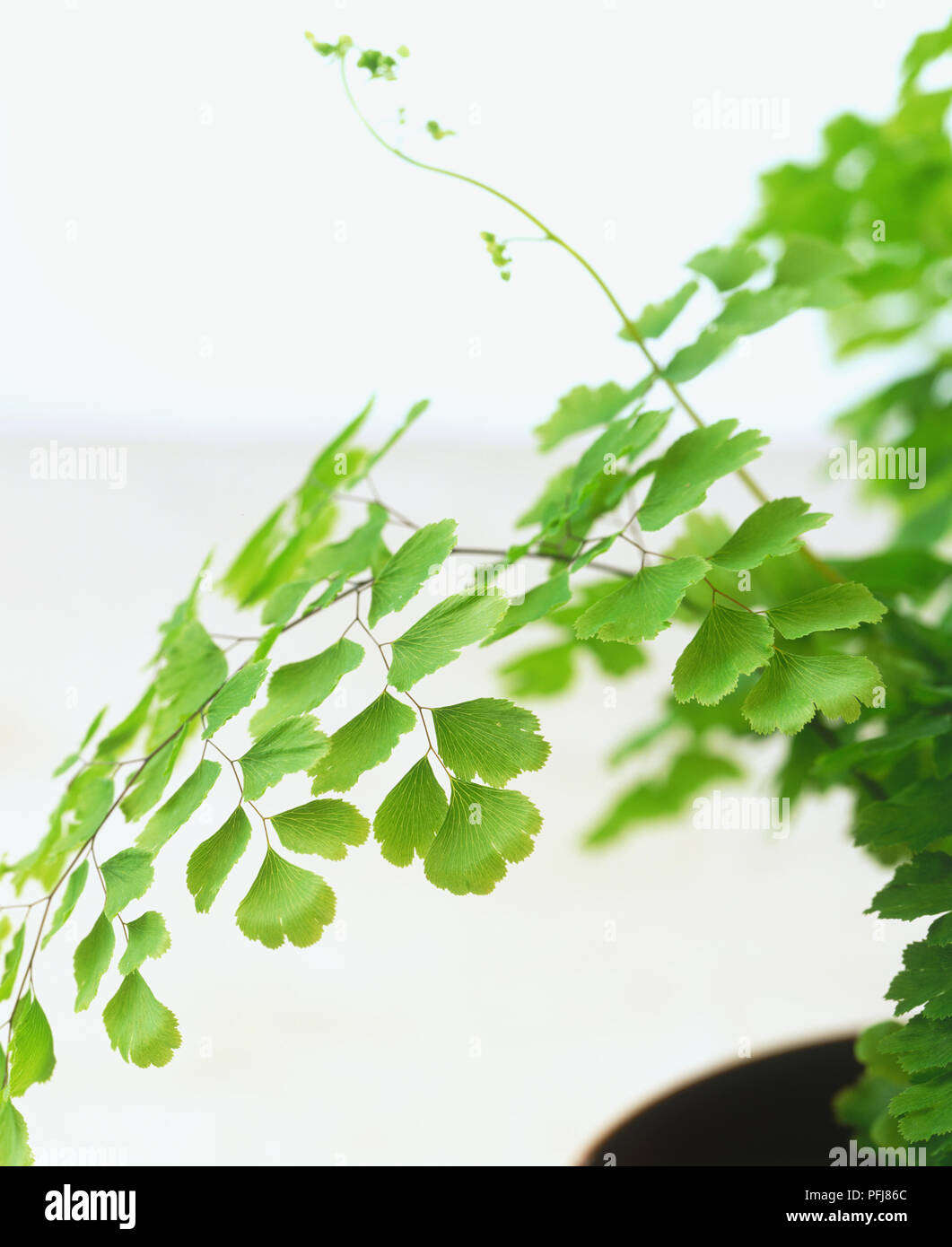 Adiantum capillus-veneris, Maidenhair Fern, arching fronds divided into fan-shaped green leaflets (pinnae) contrasting with fine black stems, close-up. Stock Photo