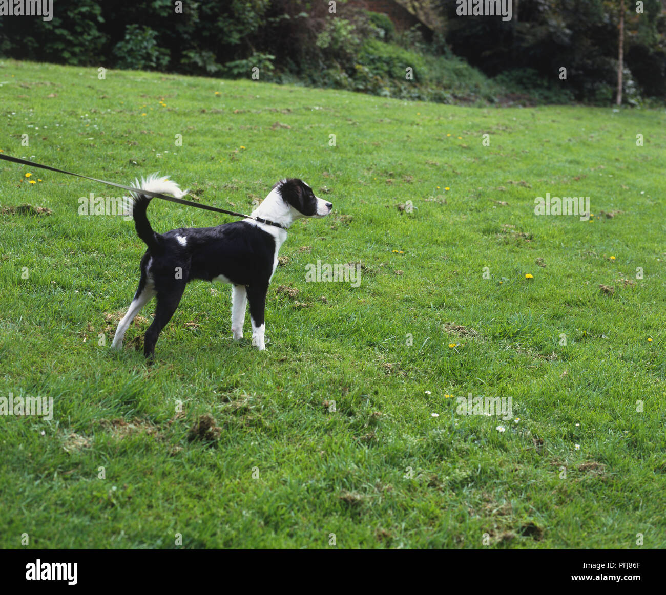 Medium size black and white dog with curly tail standing in grass its eyes fixed on something Stock Photo